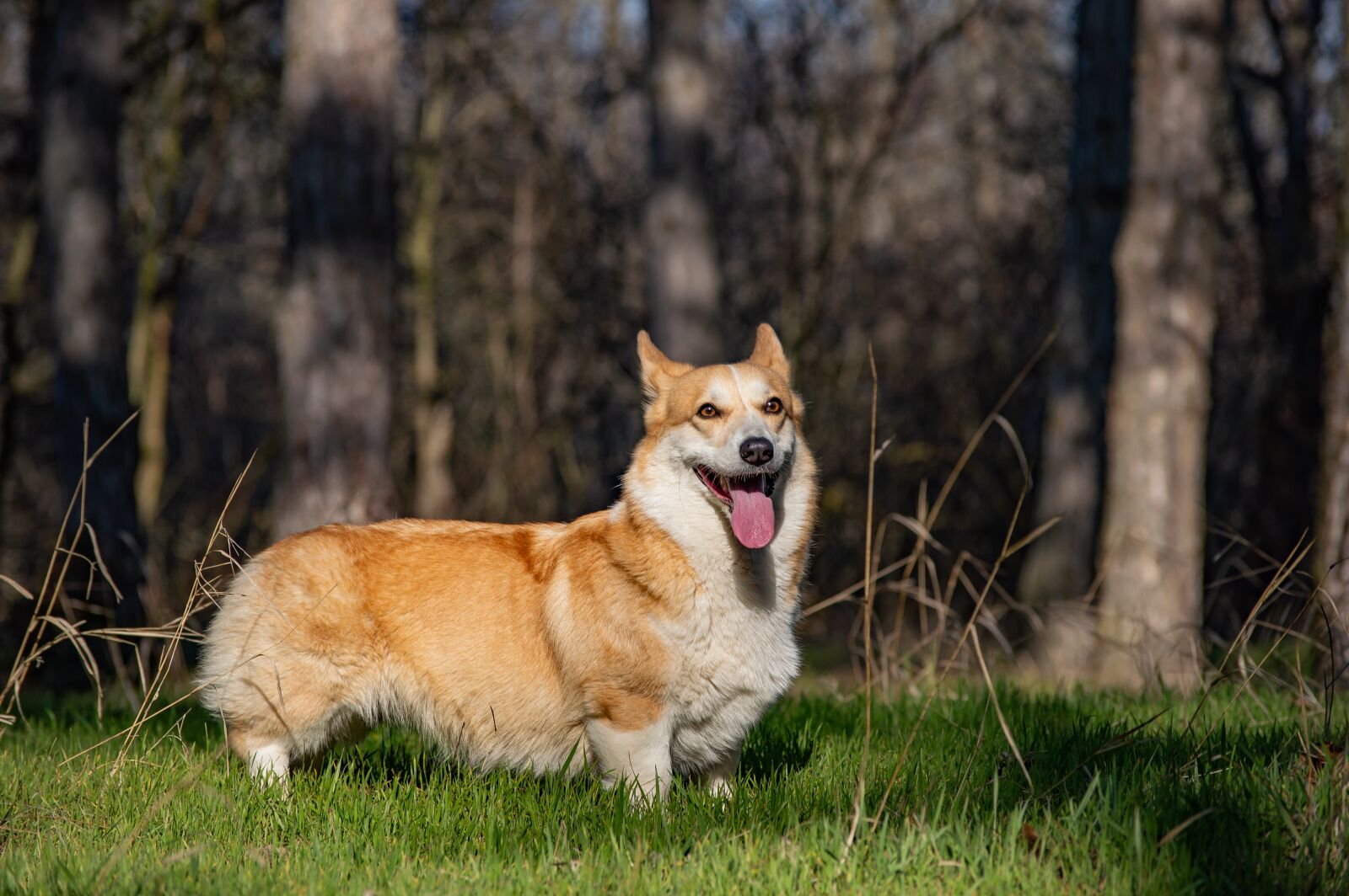 Nikon D3200 sample photo. Welsh corgi pembroke, dog photography