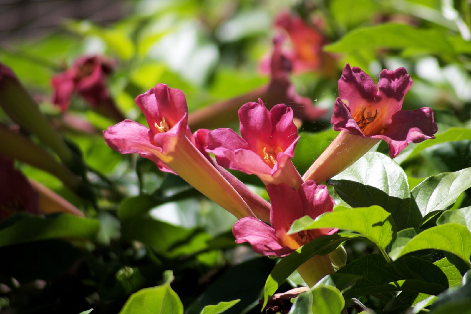 Canon EOS 750D (EOS Rebel T6i / EOS Kiss X8i) sample photo. Flower, petal, stem photography