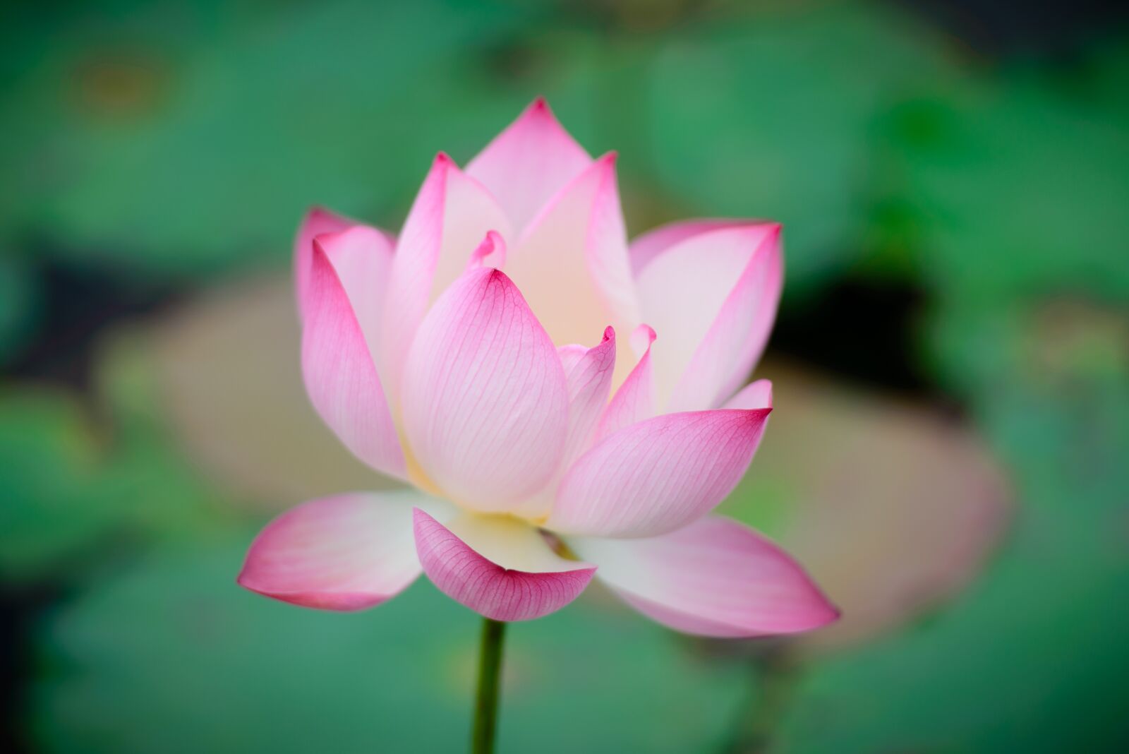 Nikon D610 sample photo. Lotus, flower, flo photography