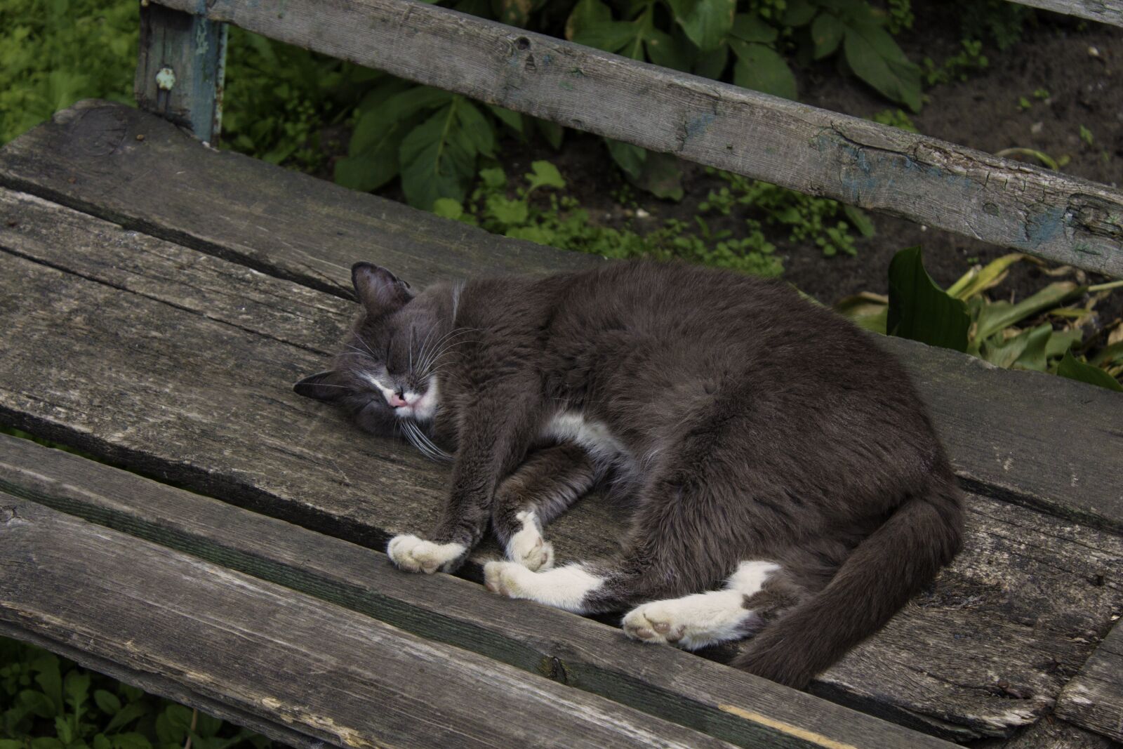 Canon EOS 600D (Rebel EOS T3i / EOS Kiss X5) sample photo. Yard, shop, cat photography