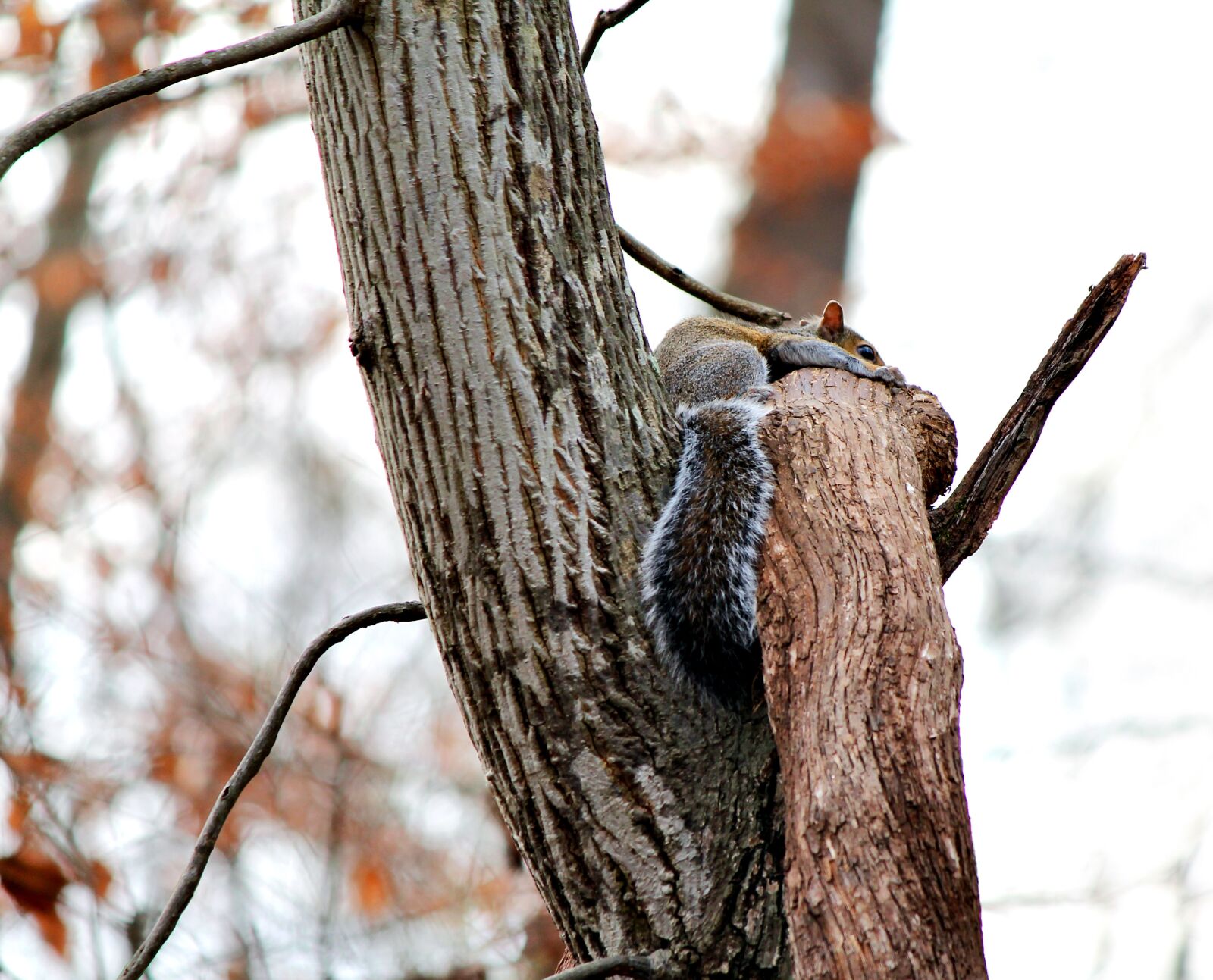 Canon EOS 1100D (EOS Rebel T3 / EOS Kiss X50) + Canon EF-S 55-250mm F4-5.6 IS II sample photo. Squirrel, nature, animal photography