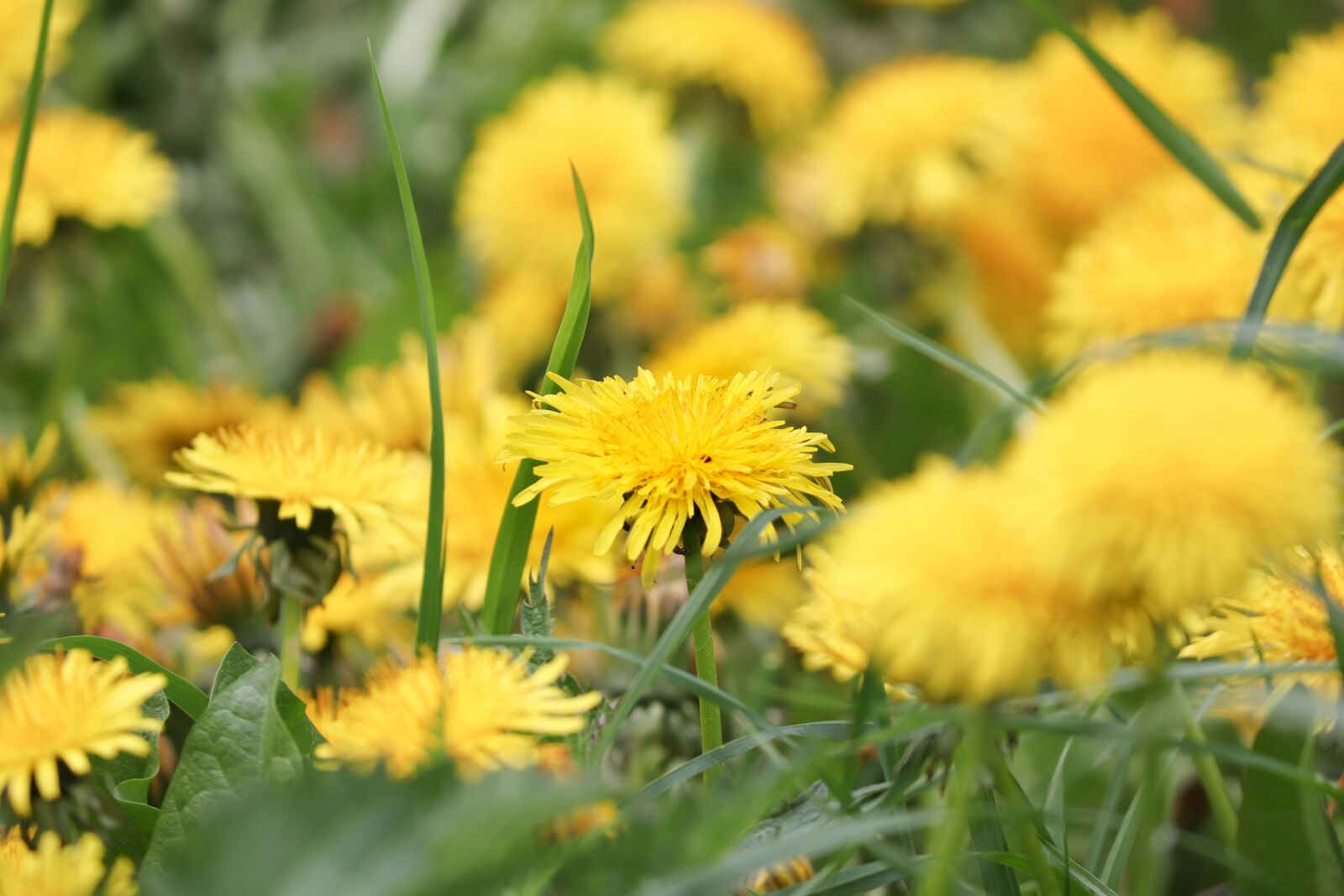 Canon EOS 200D (EOS Rebel SL2 / EOS Kiss X9) sample photo. Dandelion, flowers, bloom photography