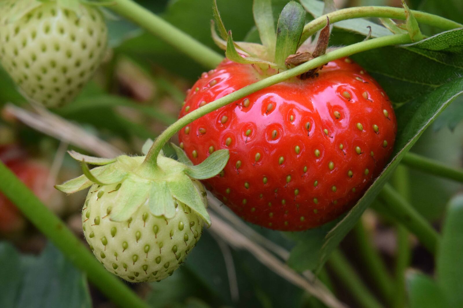 Nikon D3300 sample photo. Food, fruit, nature, leaf photography