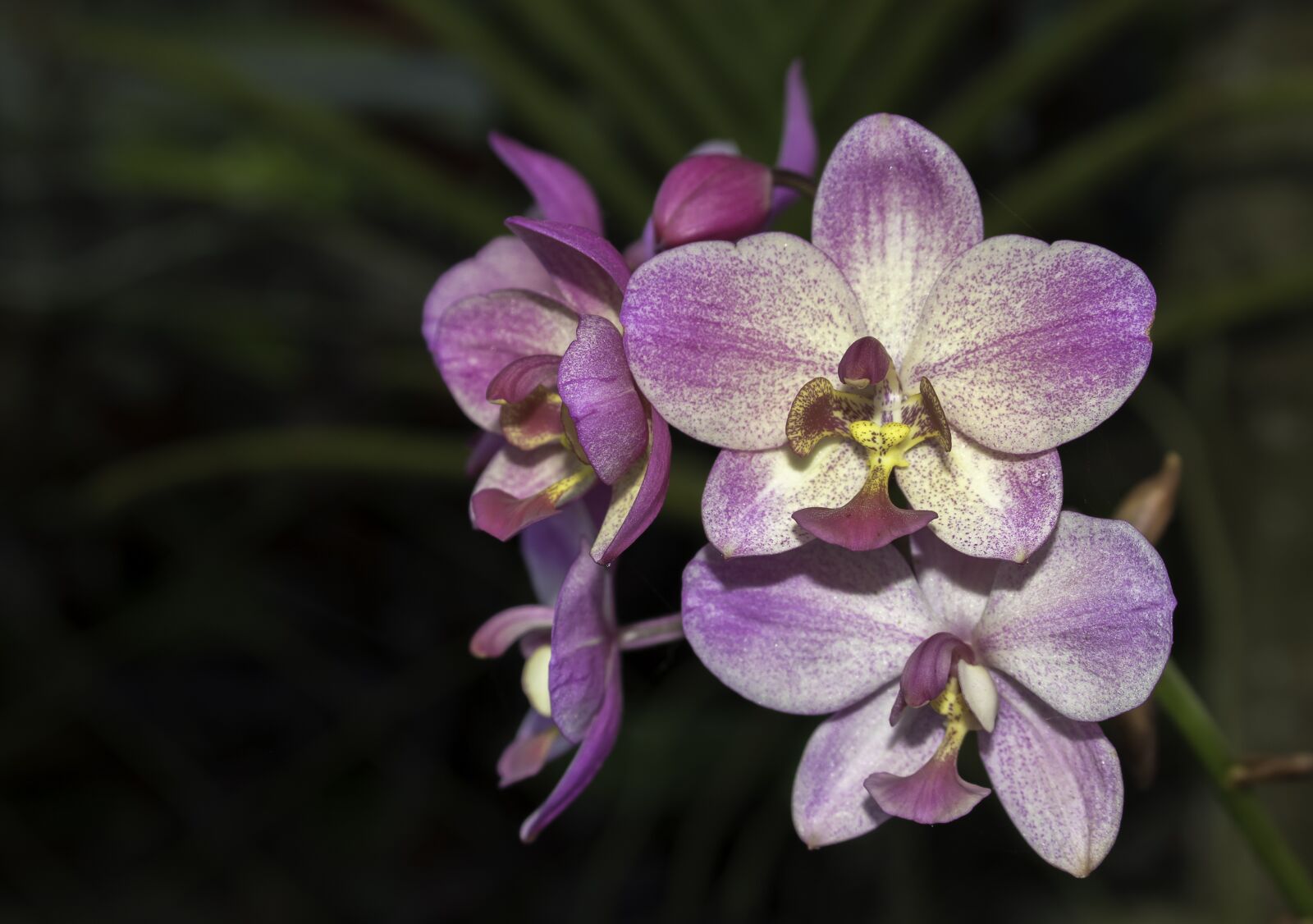 Canon EOS 80D sample photo. Flower, orchids, violet photography