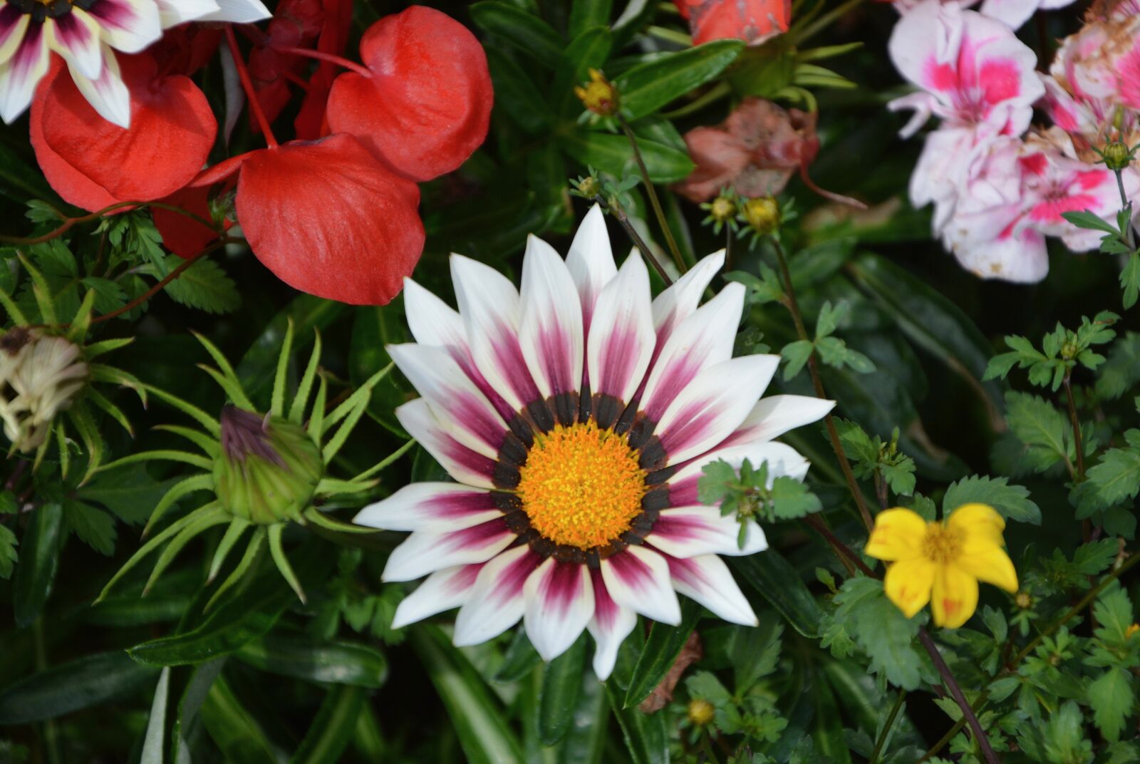 Nikon D5200 sample photo. Flowers, massif, parterre photography