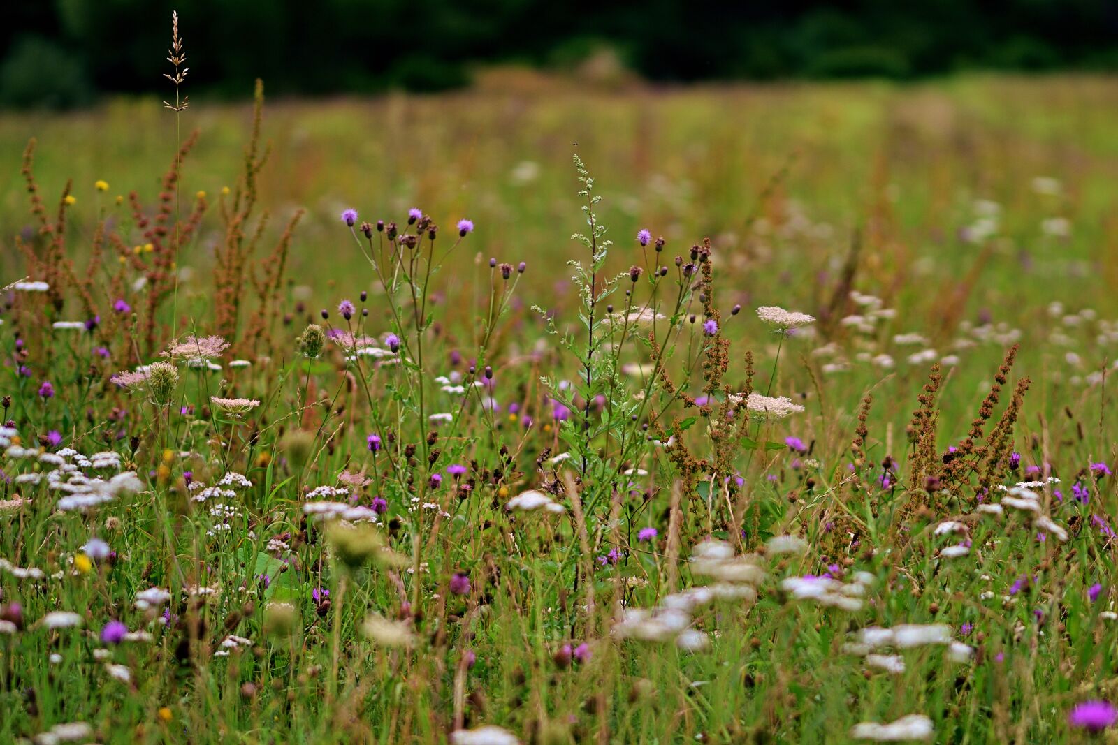 Nikon D5200 sample photo. Summer meadow, nature conservation photography