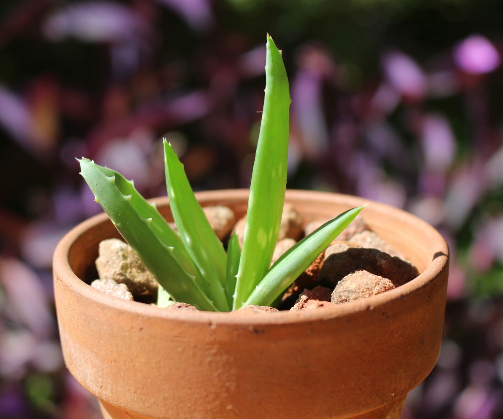 Canon EOS 700D (EOS Rebel T5i / EOS Kiss X7i) sample photo. Aloe vera, succulent, medicinal photography