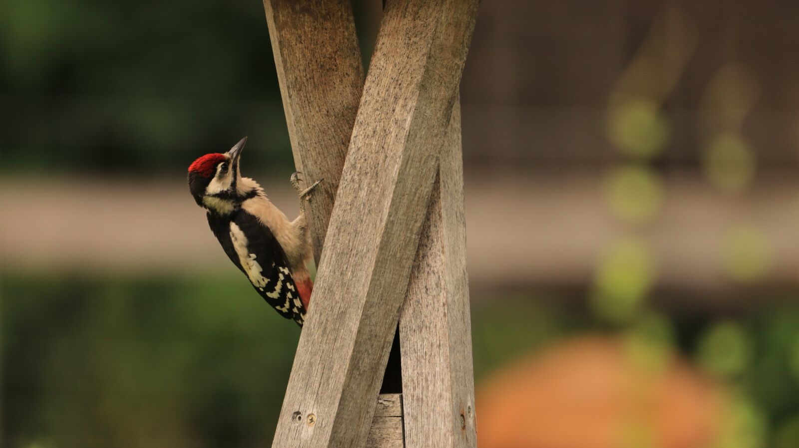 150-600mm F5-6.3 DG OS HSM | Contemporary 015 sample photo. Woodpeckers, bird, nature photography