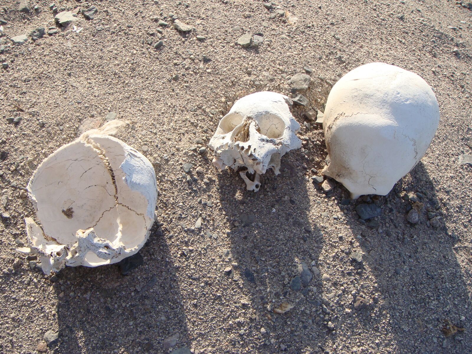 Sony DSC-T100 sample photo. Skulls, skeletons, death photography
