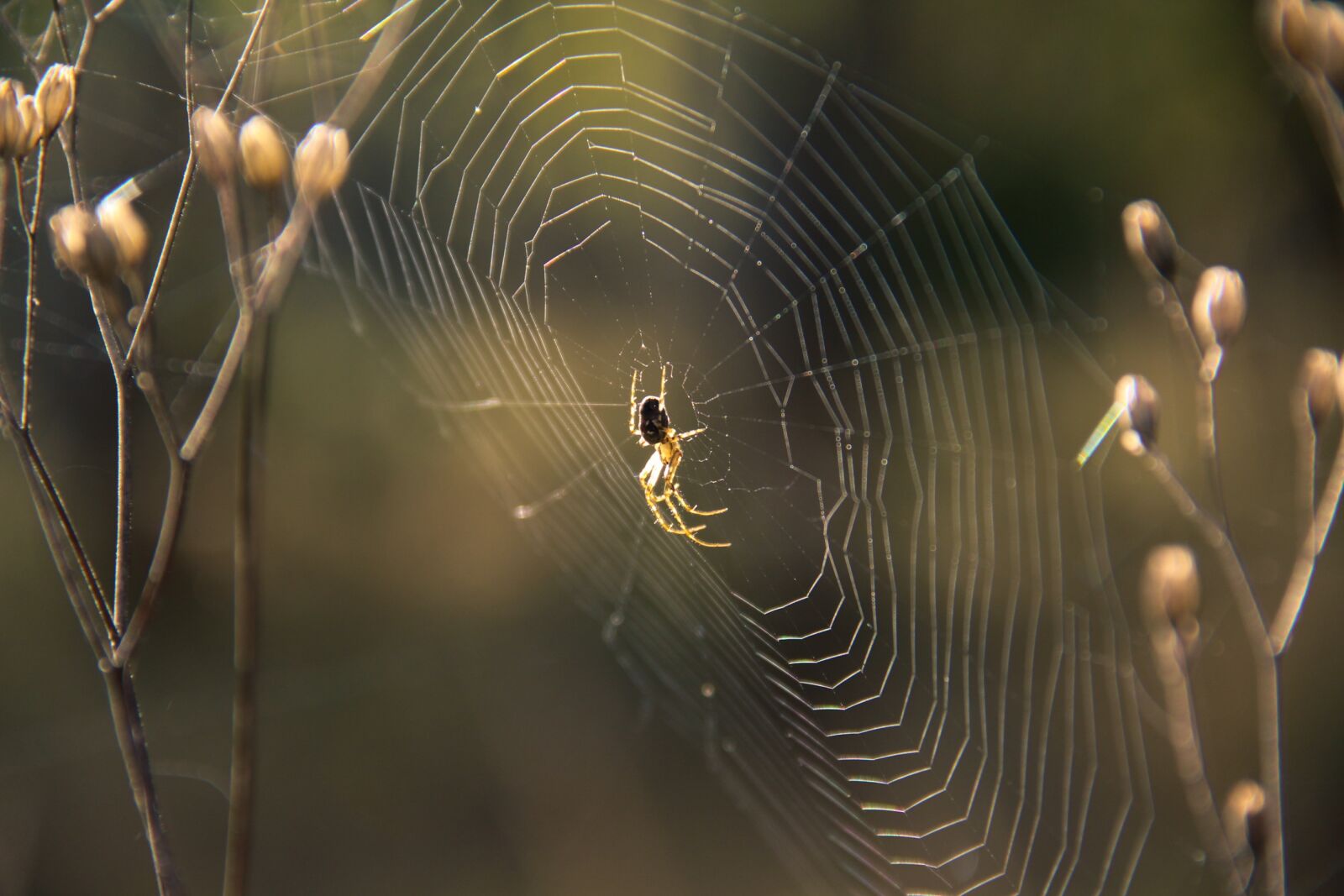 Canon EOS 700D (EOS Rebel T5i / EOS Kiss X7i) sample photo. Spider, cobweb, nature photography