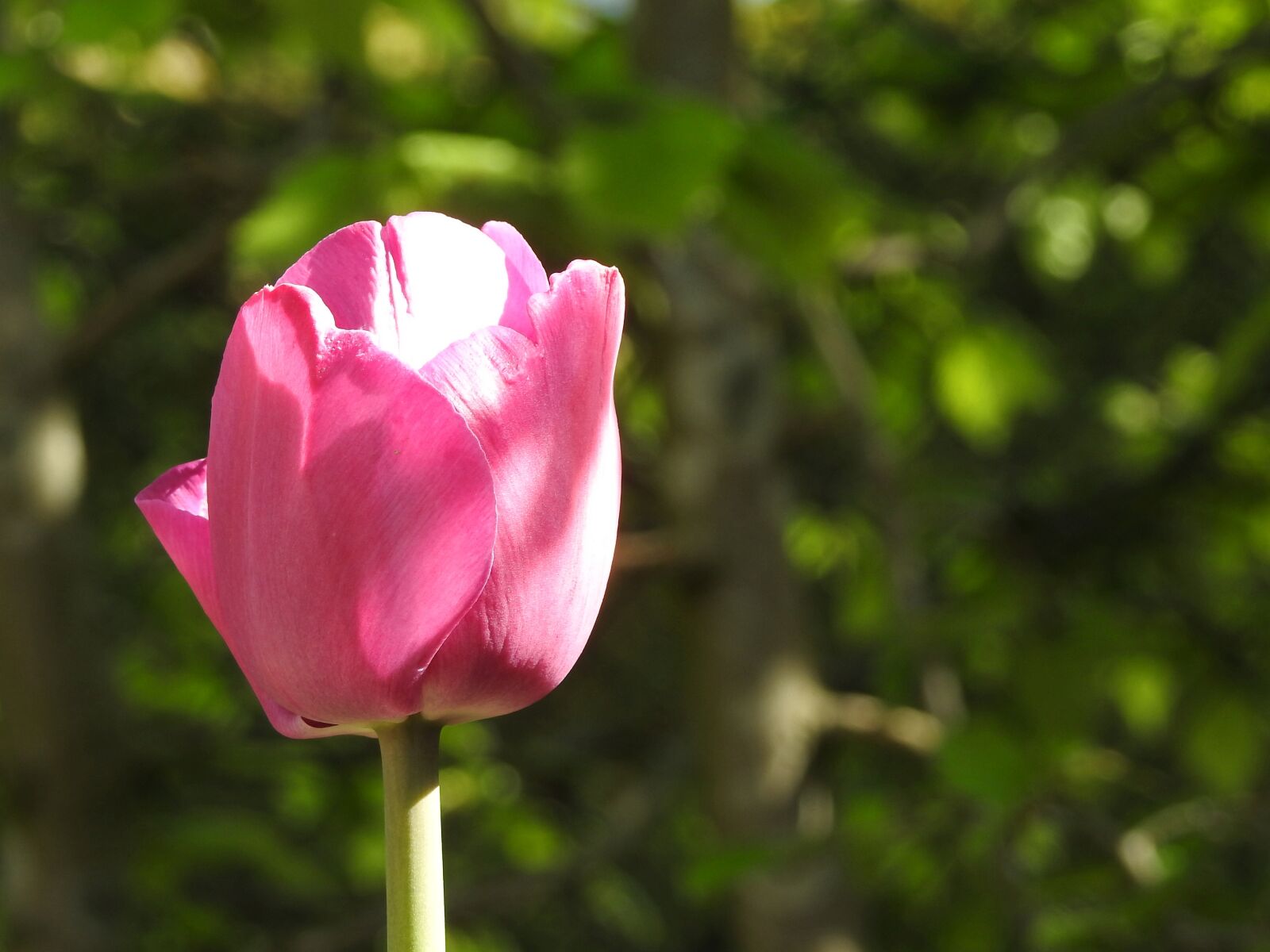 Nikon Coolpix P900 sample photo. Tulip, flower, nature photography