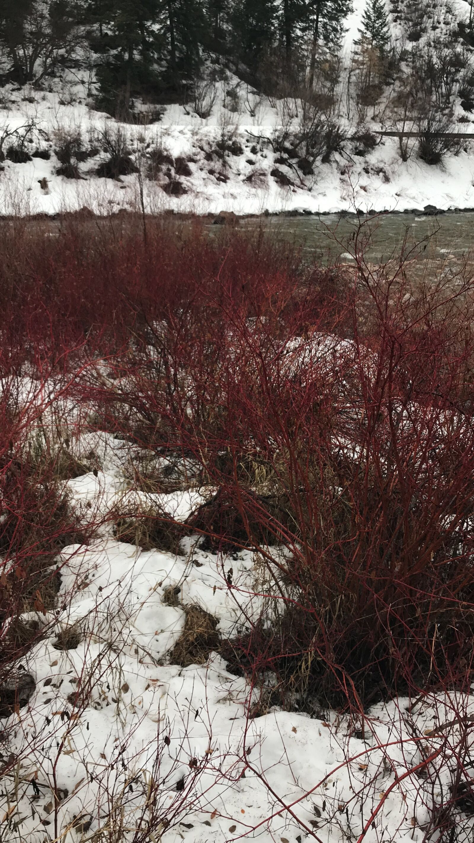 Apple iPhone 7 Plus sample photo. River, snow, landscape photography