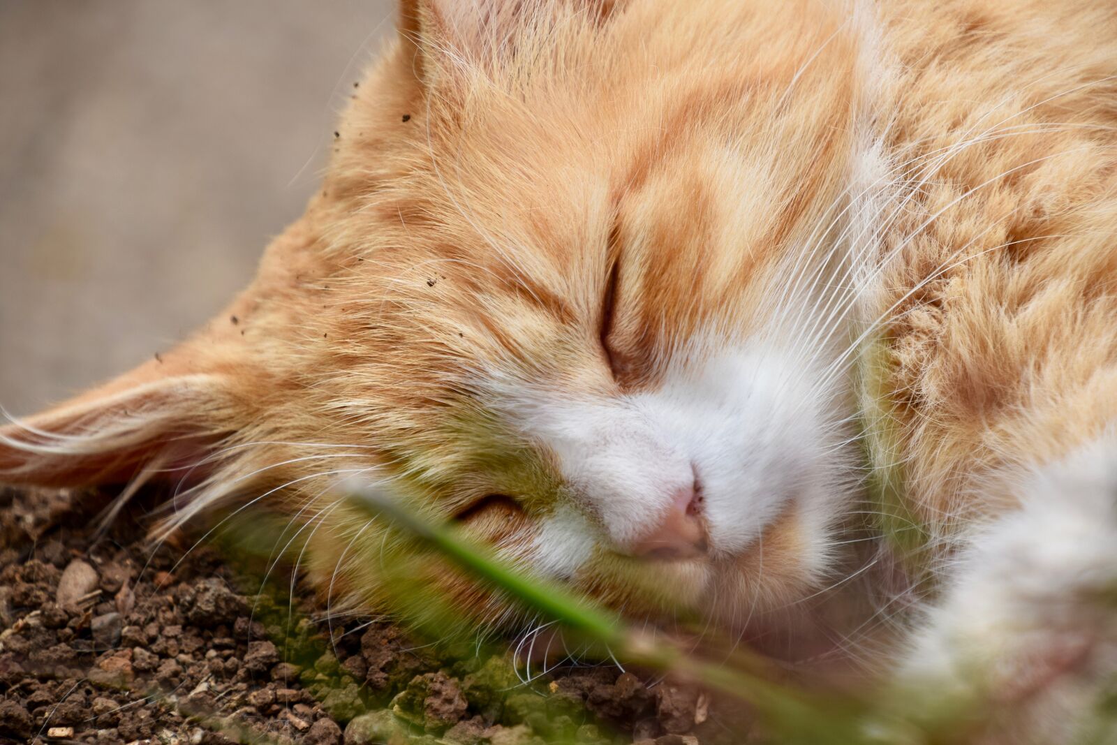 Nikon D3300 sample photo. Animal, cat, pet photography