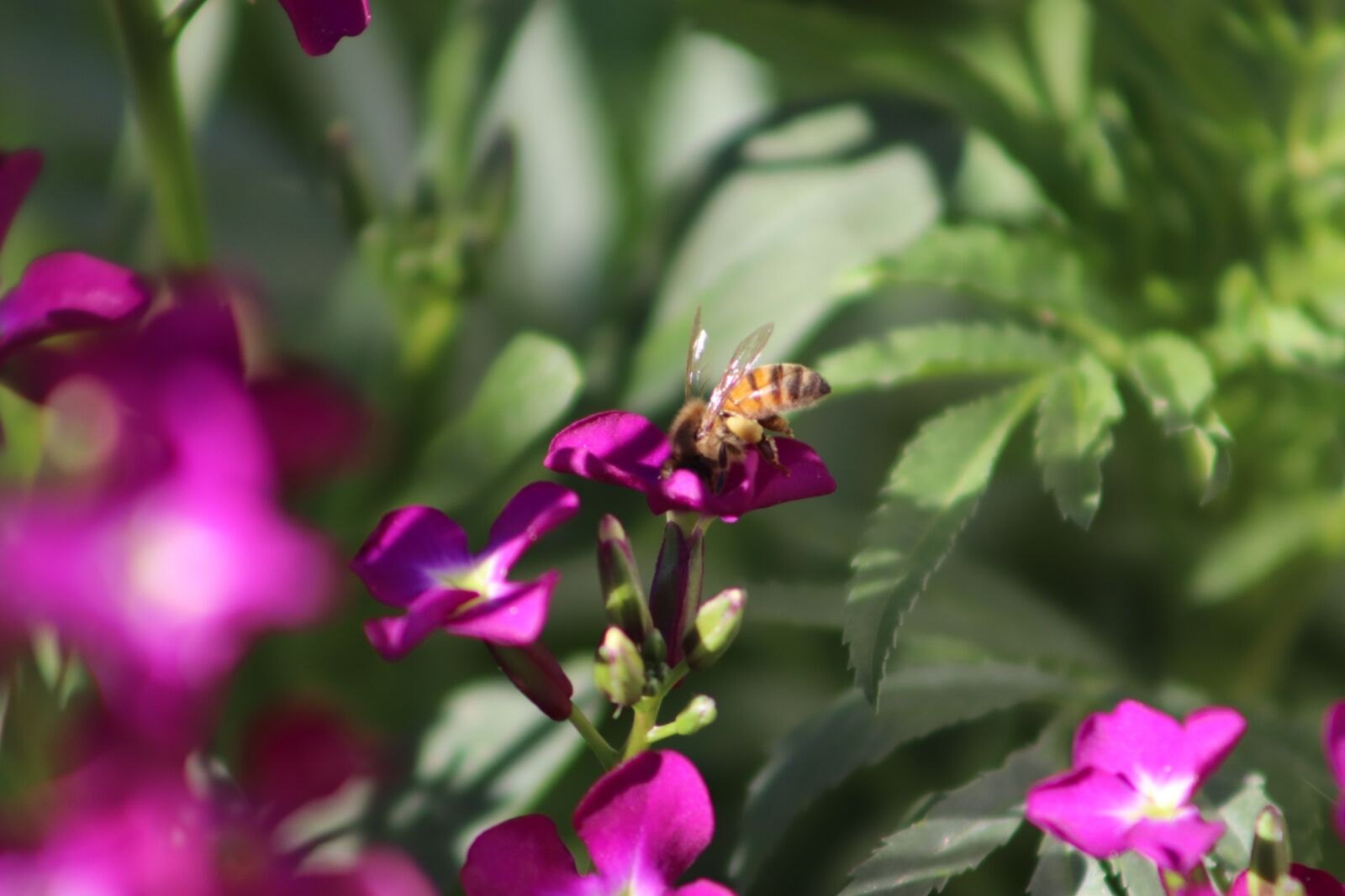 Canon EOS 800D (EOS Rebel T7i / EOS Kiss X9i) sample photo. Bee, natural, nectar photography