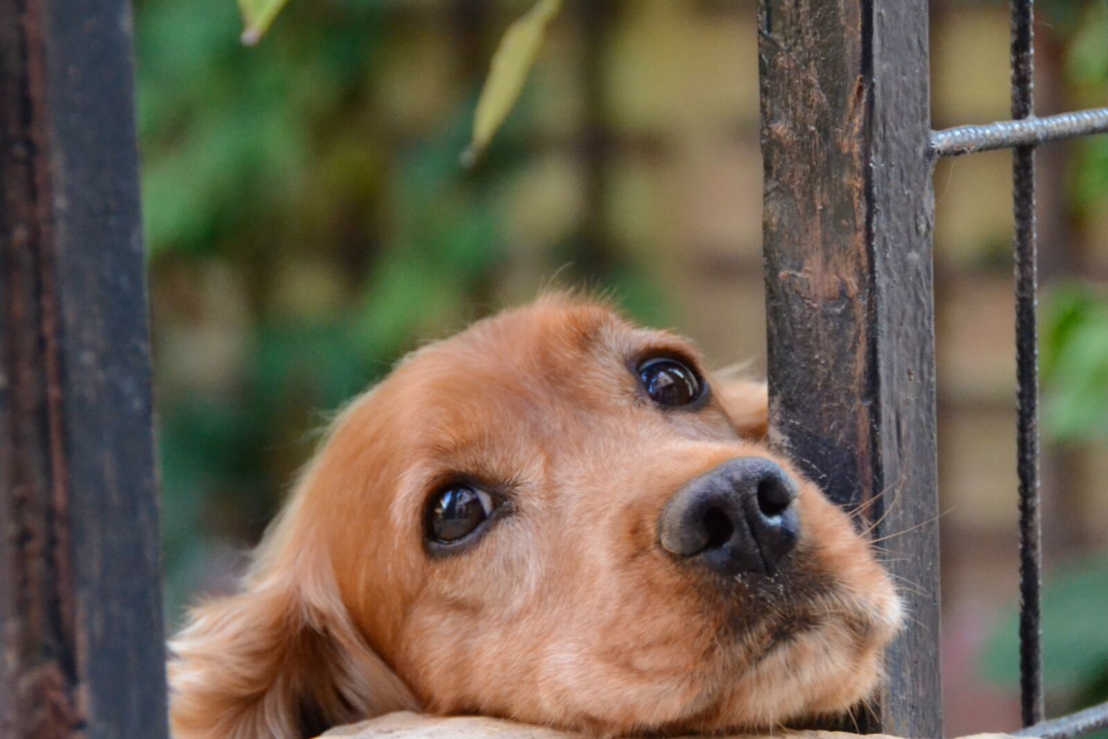 Nikon D3100 sample photo. Dog, friend, cute photography