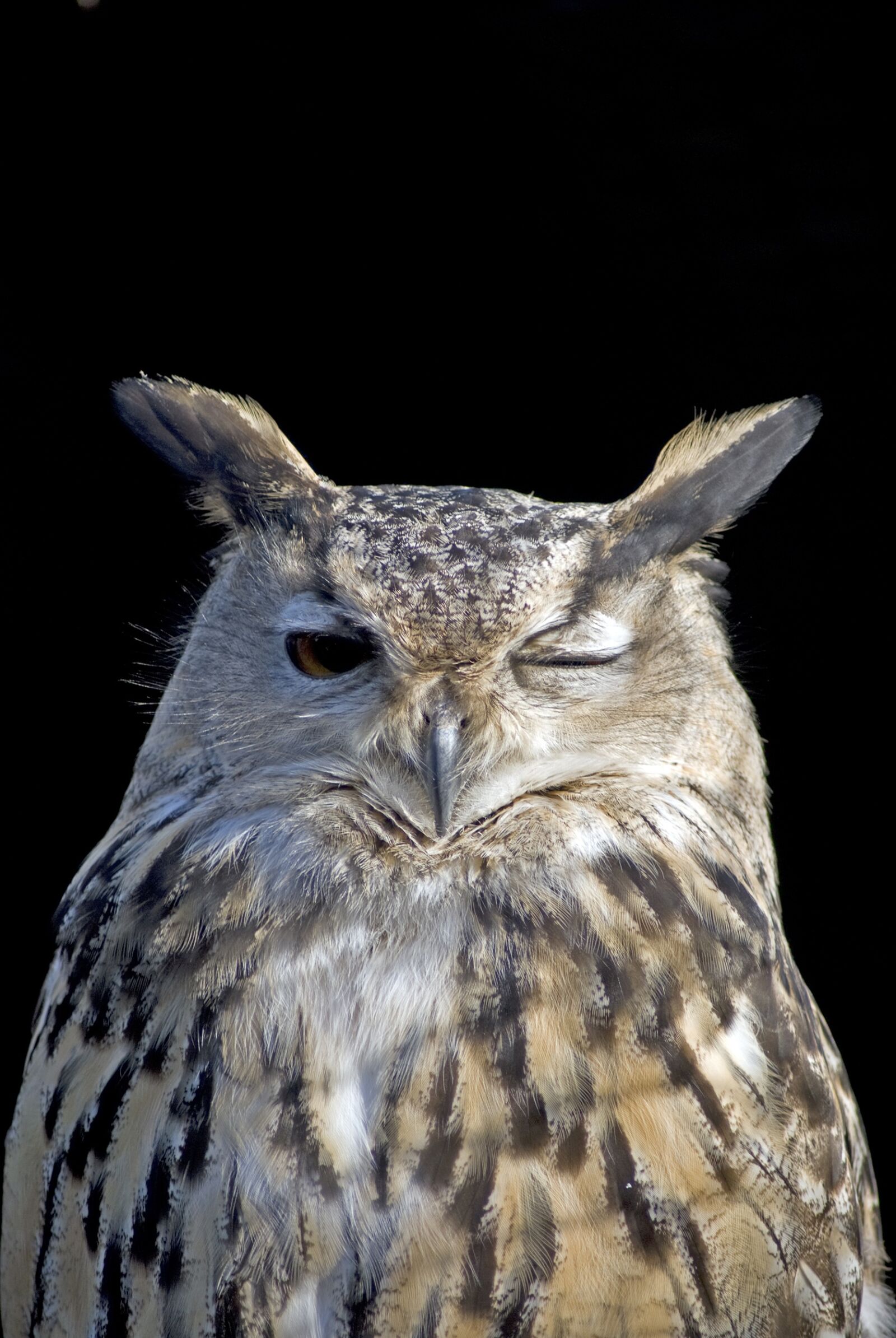 Nikon D80 sample photo. Owl, wink, bird photography