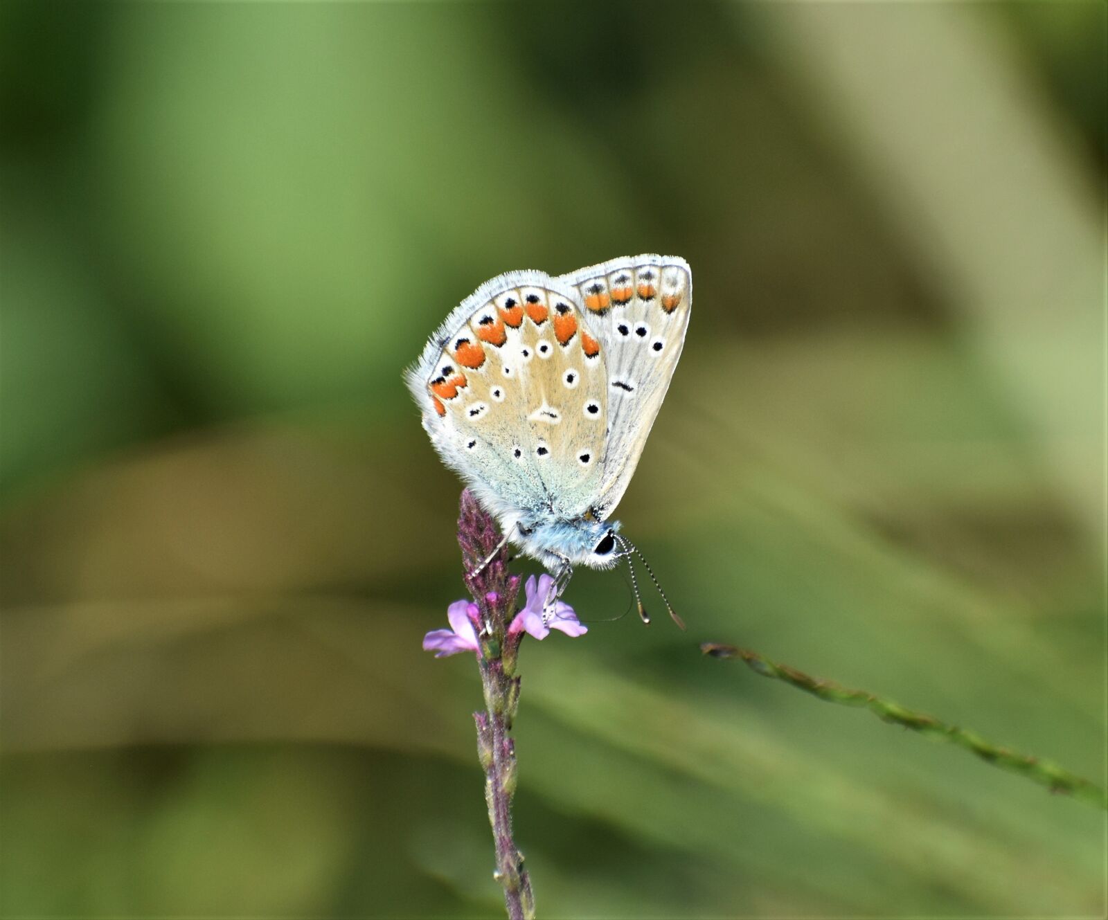 Nikon D3500 sample photo. Adonis blue, butterfly, blue photography
