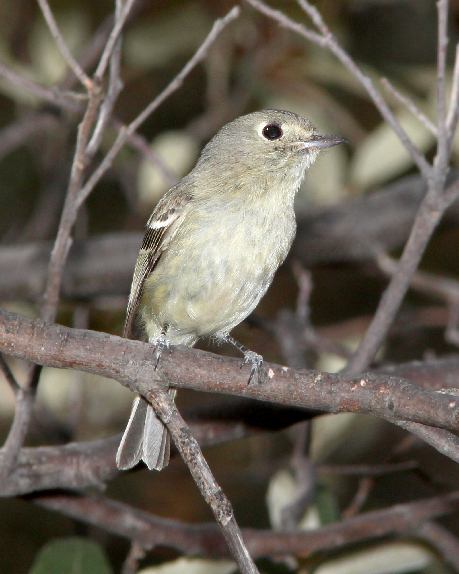 Canon EF 300mm F4L IS USM sample photo