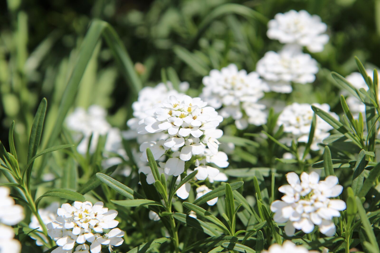 Canon EOS 600D (Rebel EOS T3i / EOS Kiss X5) sample photo. White flowers, perennial, rockery photography