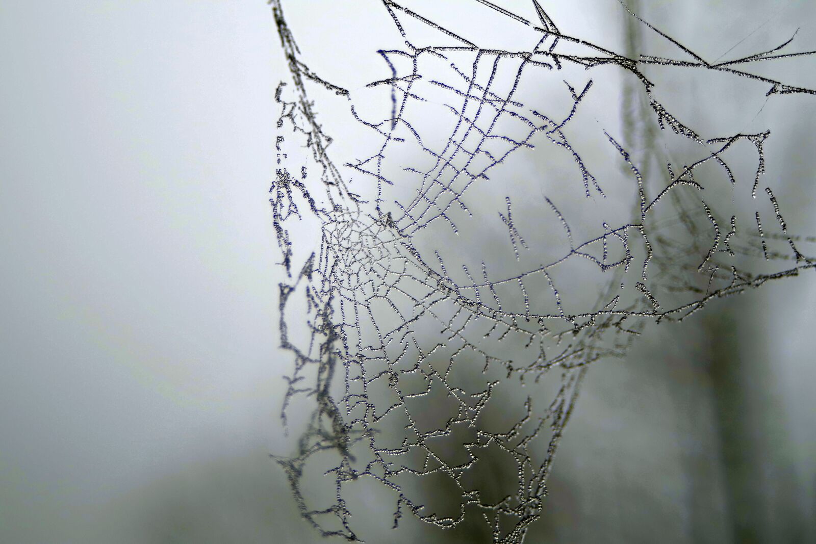 Pentax K-S2 sample photo. Cobweb, ice, not cold photography