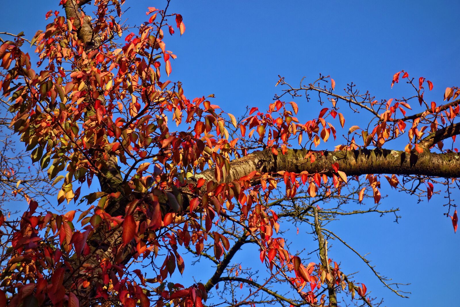 Sony Cyber-shot DSC-RX100 sample photo. Branch, leaves, foliage photography