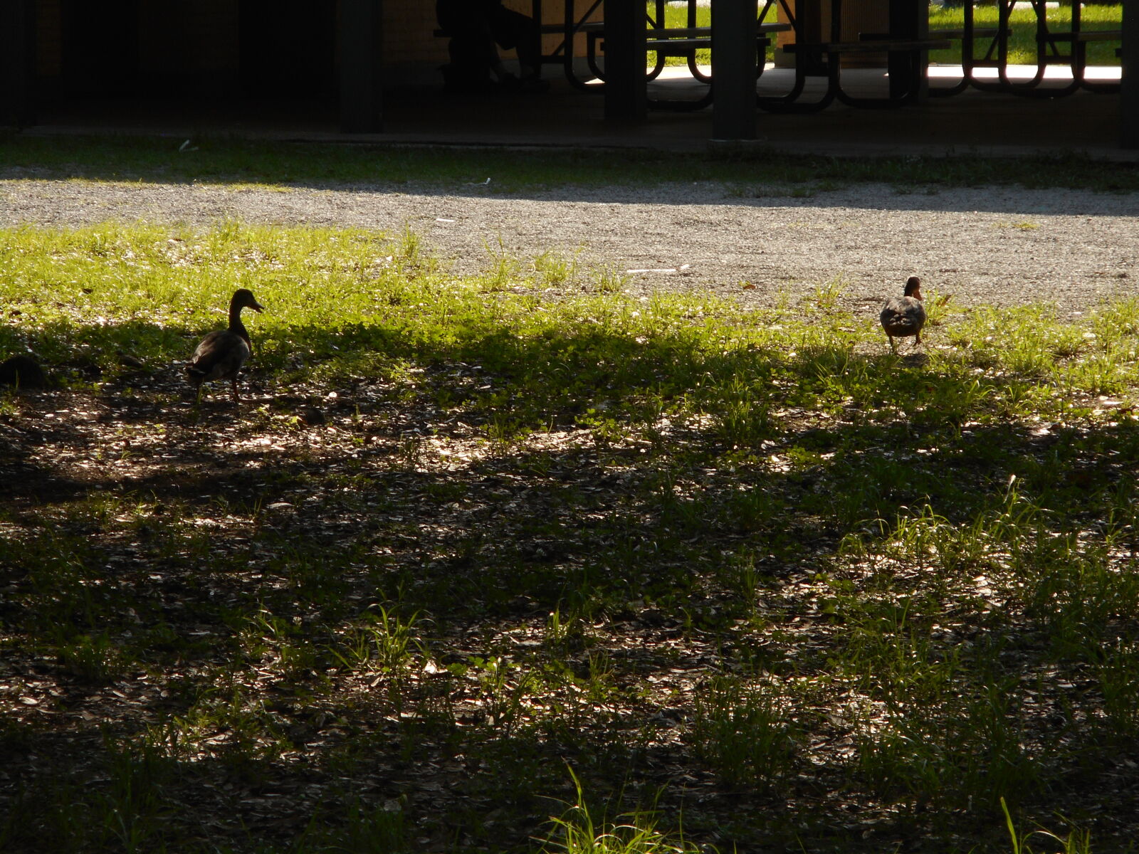 Nikon Coolpix S3600 sample photo. Ducks photography
