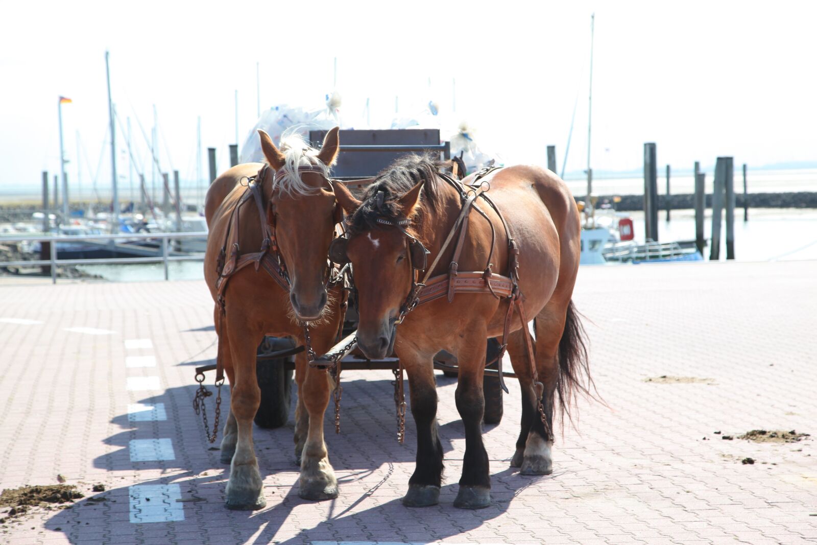 Canon EOS 5D Mark II sample photo. Horses, coach, transport photography