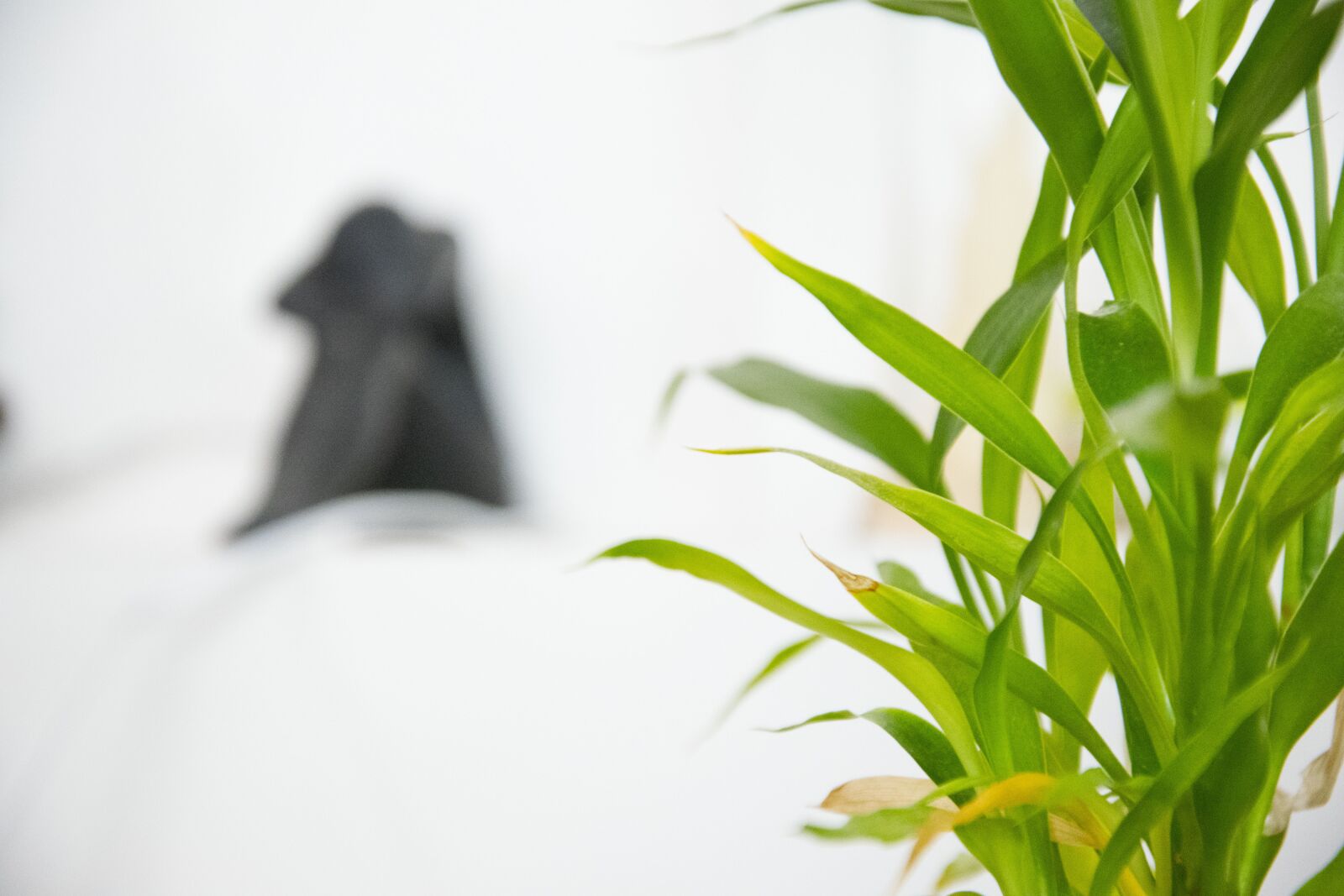 Nikon D5300 sample photo. Plant, white, green photography