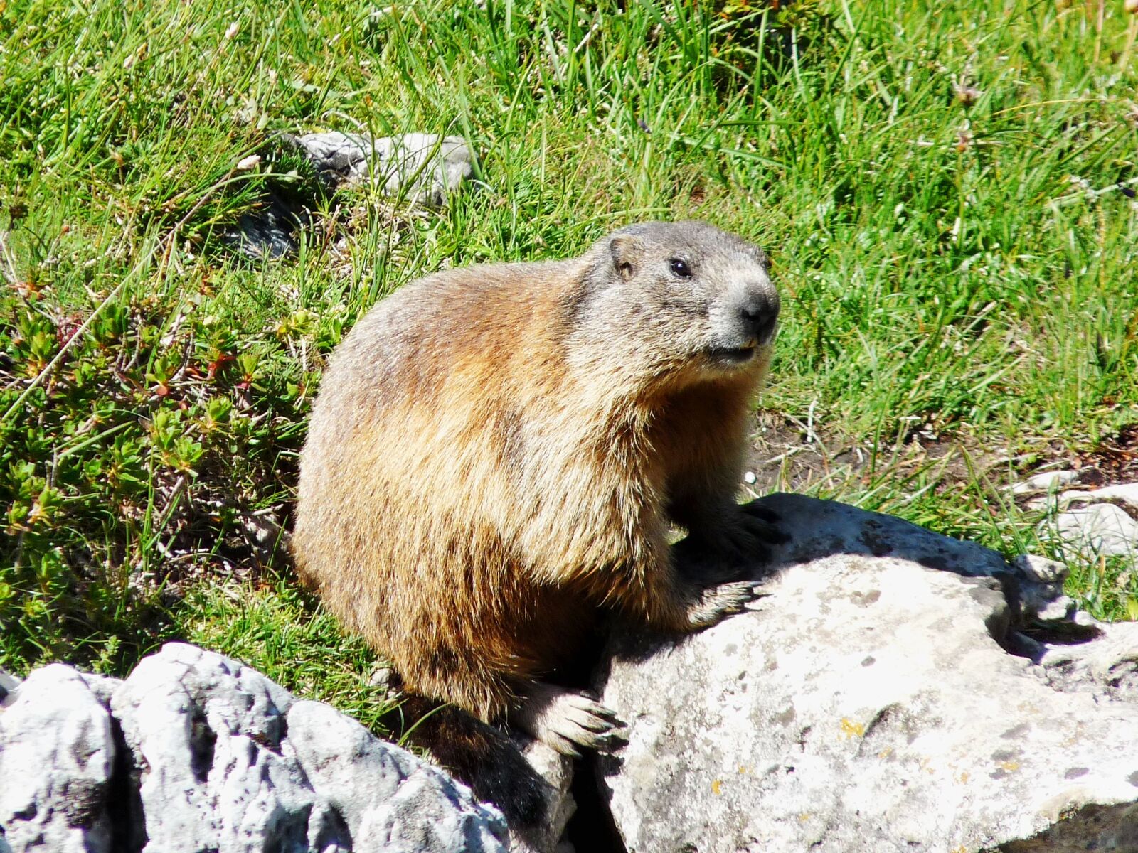 Panasonic Lumix DMC-FZ28 sample photo. Marmot, dachstein, mountain meadow photography