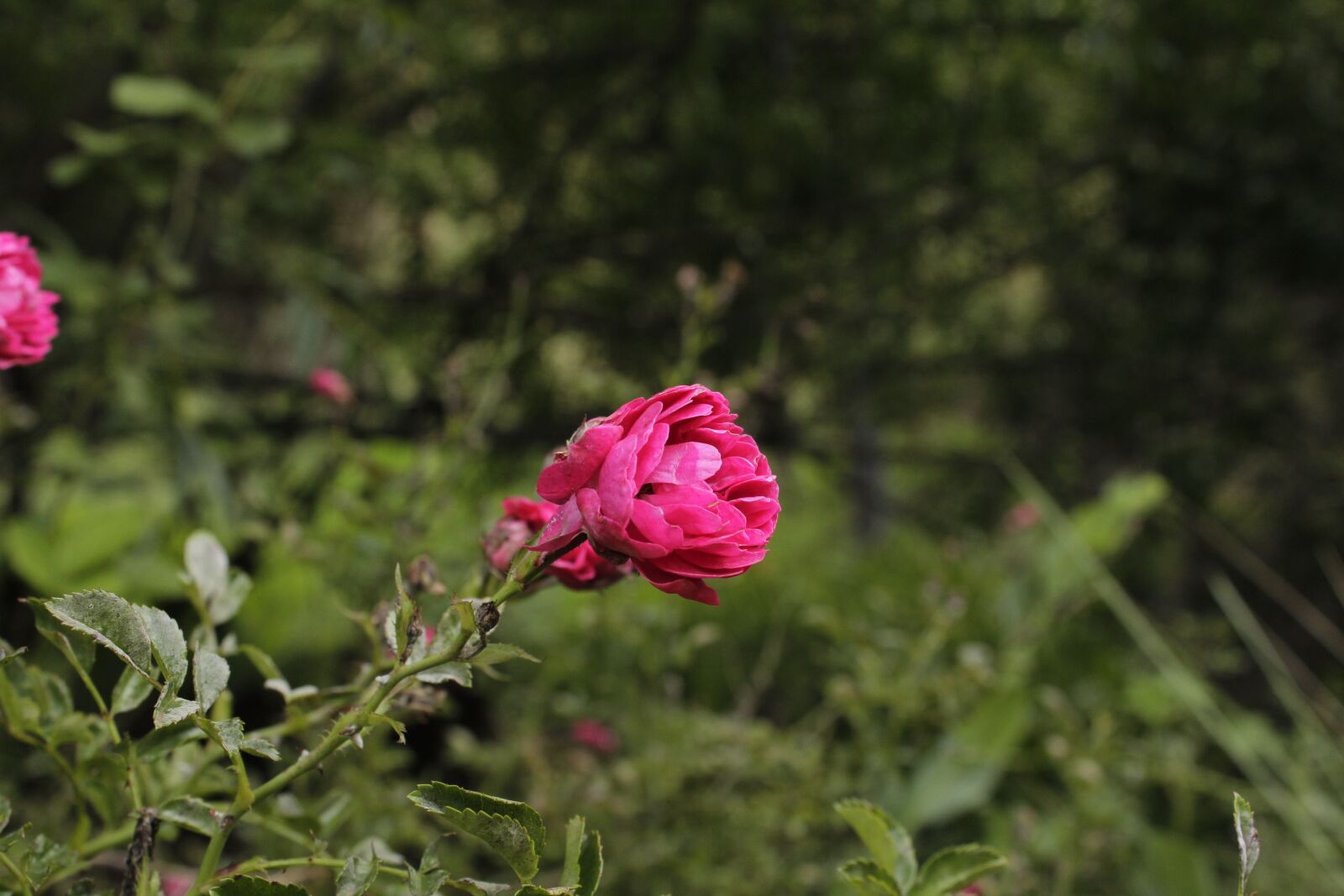 Canon EOS 650D (EOS Rebel T4i / EOS Kiss X6i) sample photo. Flower, pink, plant photography