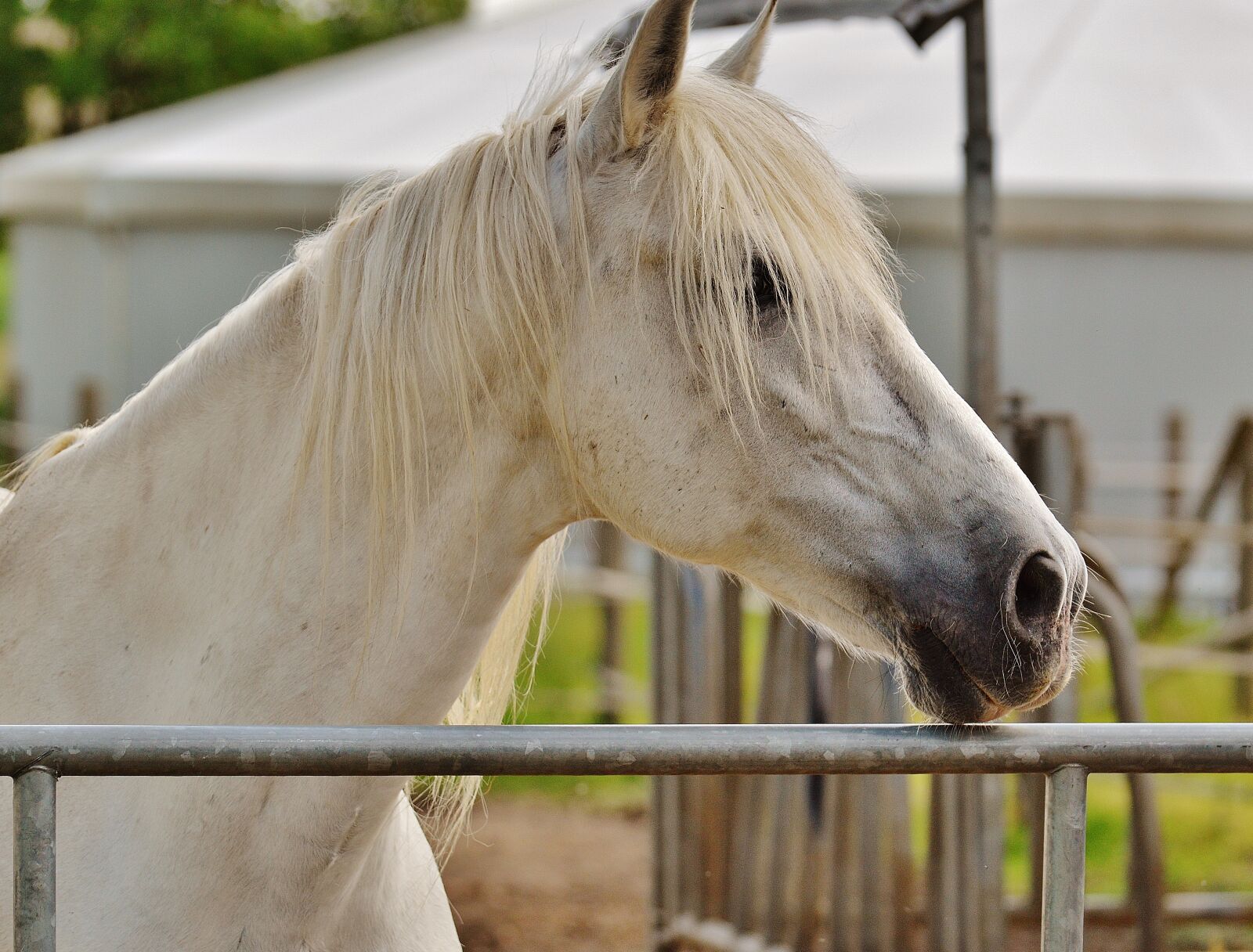 Nikon D3200 sample photo. Horse, coupling, stallion photography