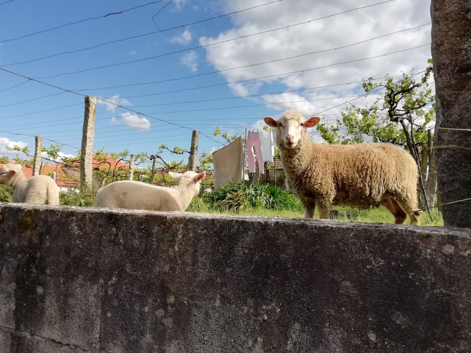 HUAWEI FIG-LX1 sample photo. Sheep, curious, lamb photography