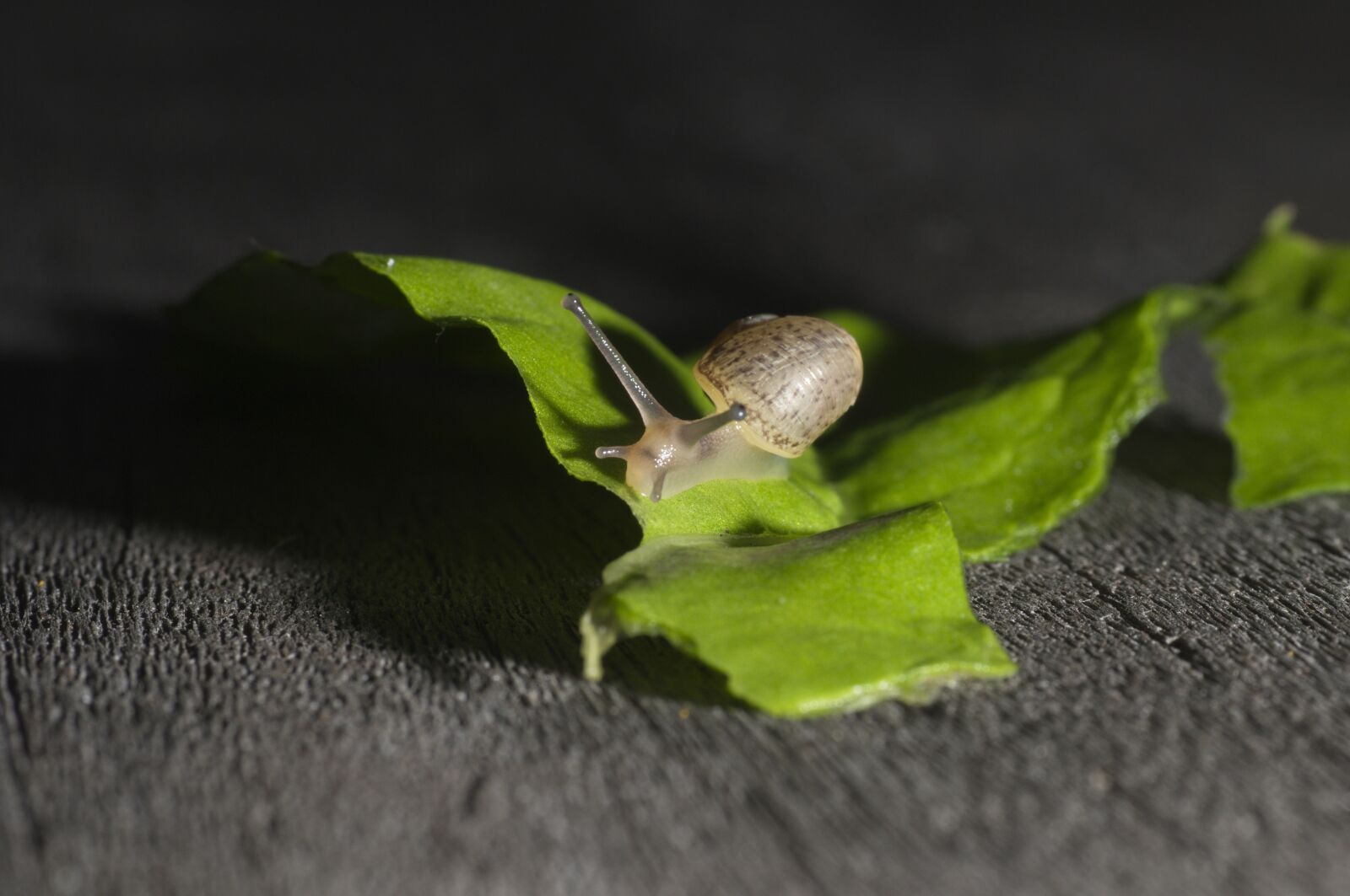 Nikon D300 sample photo. Snail, leaf, wood photography