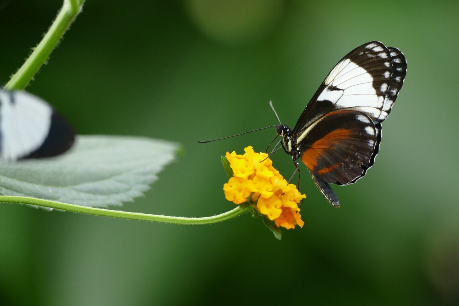 Panasonic Lumix DMC-FZ1000 sample photo. Butterfly, love, nature photography
