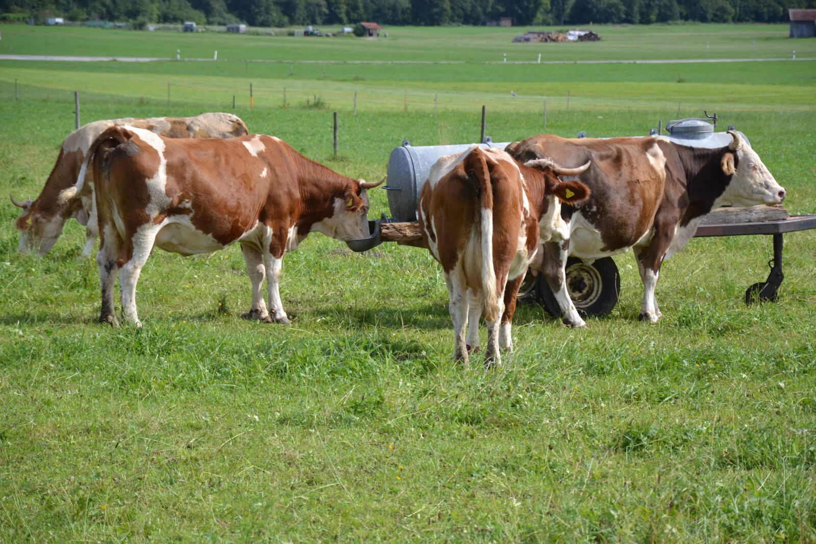 Nikon D3100 sample photo. Allgäu, cows, beef photography