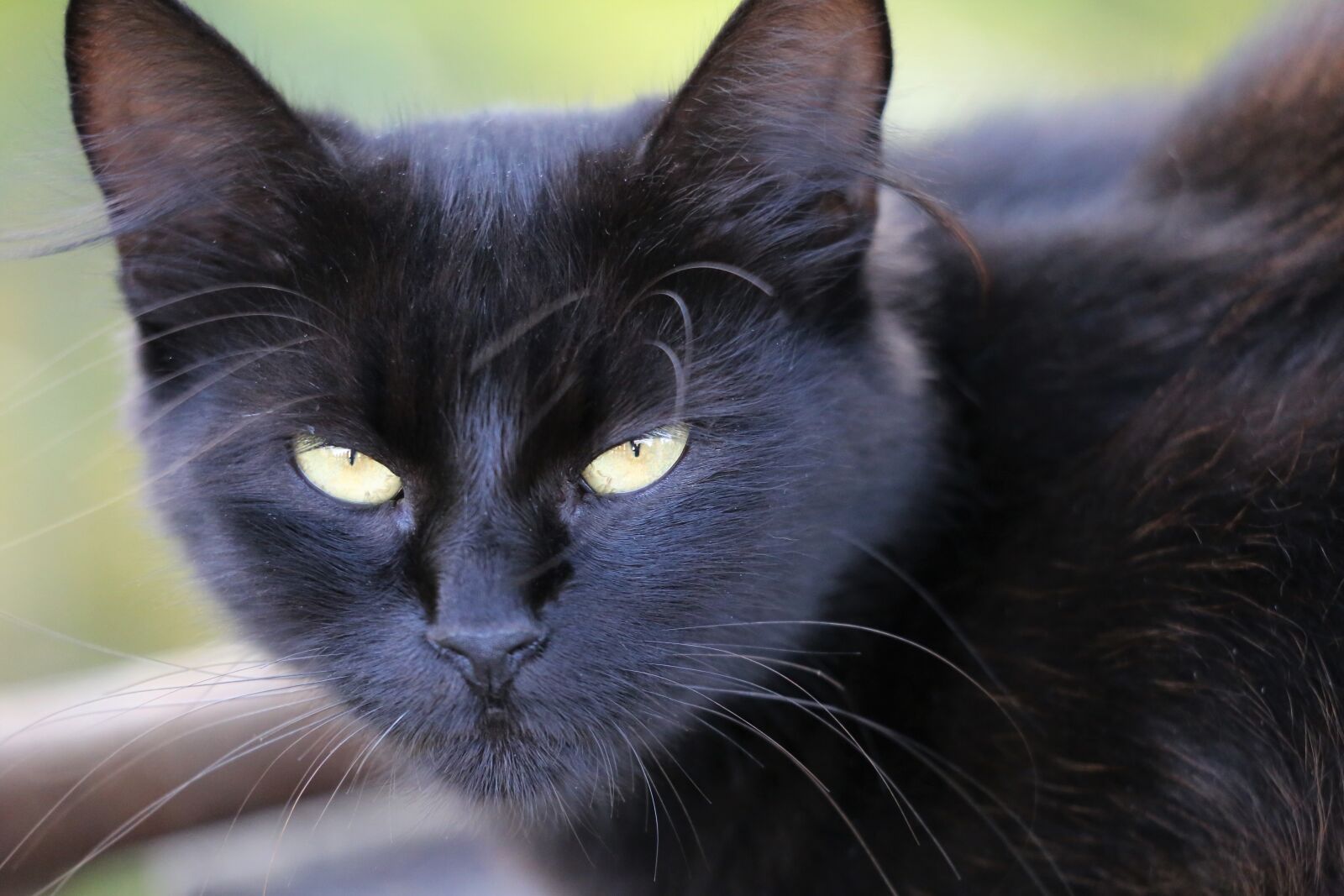 Canon EOS 6D sample photo. Domestic black cat, animal photography