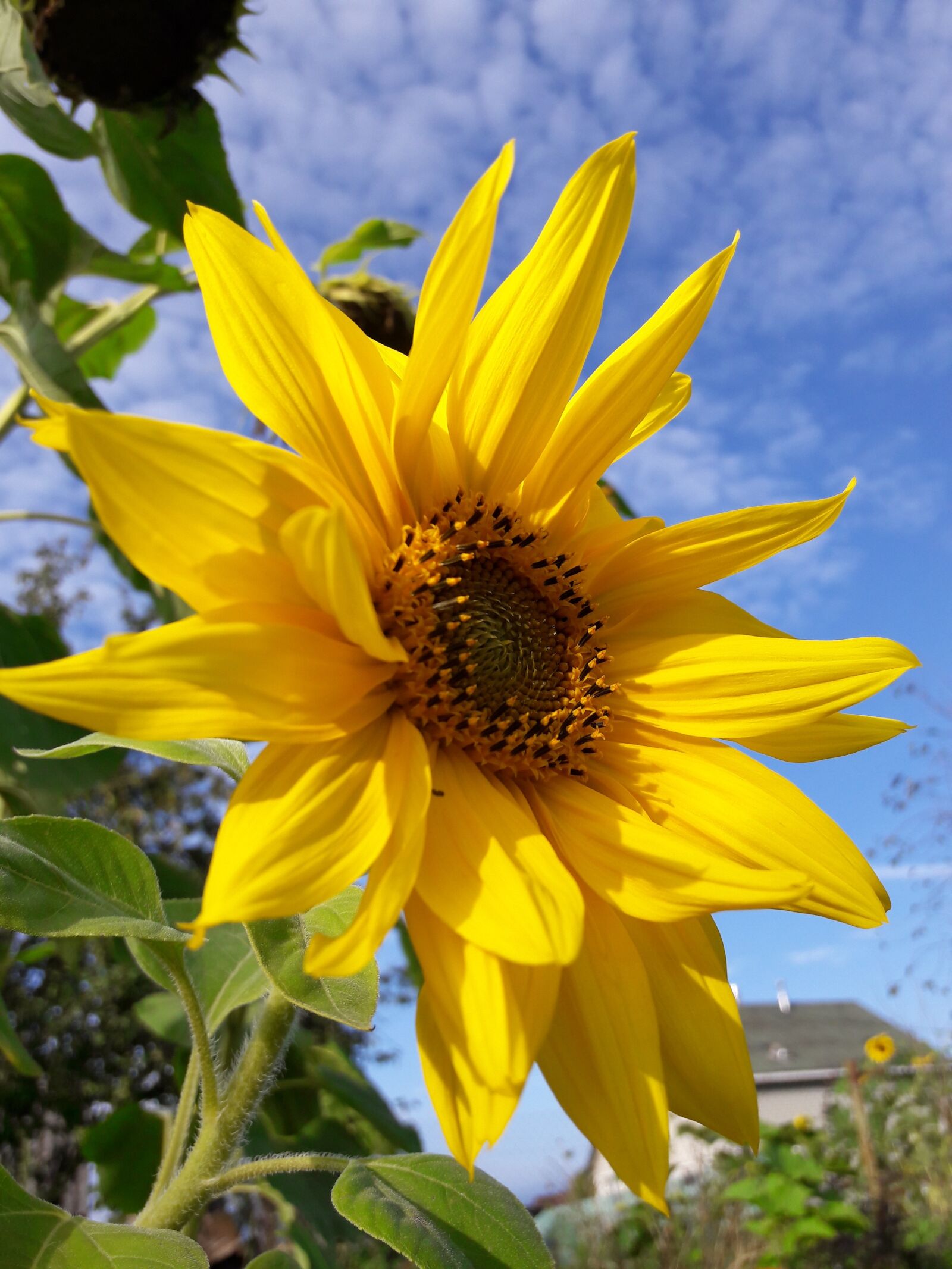 Samsung Galaxy A3(2016) sample photo. Flowers, sunflower, dacha photography