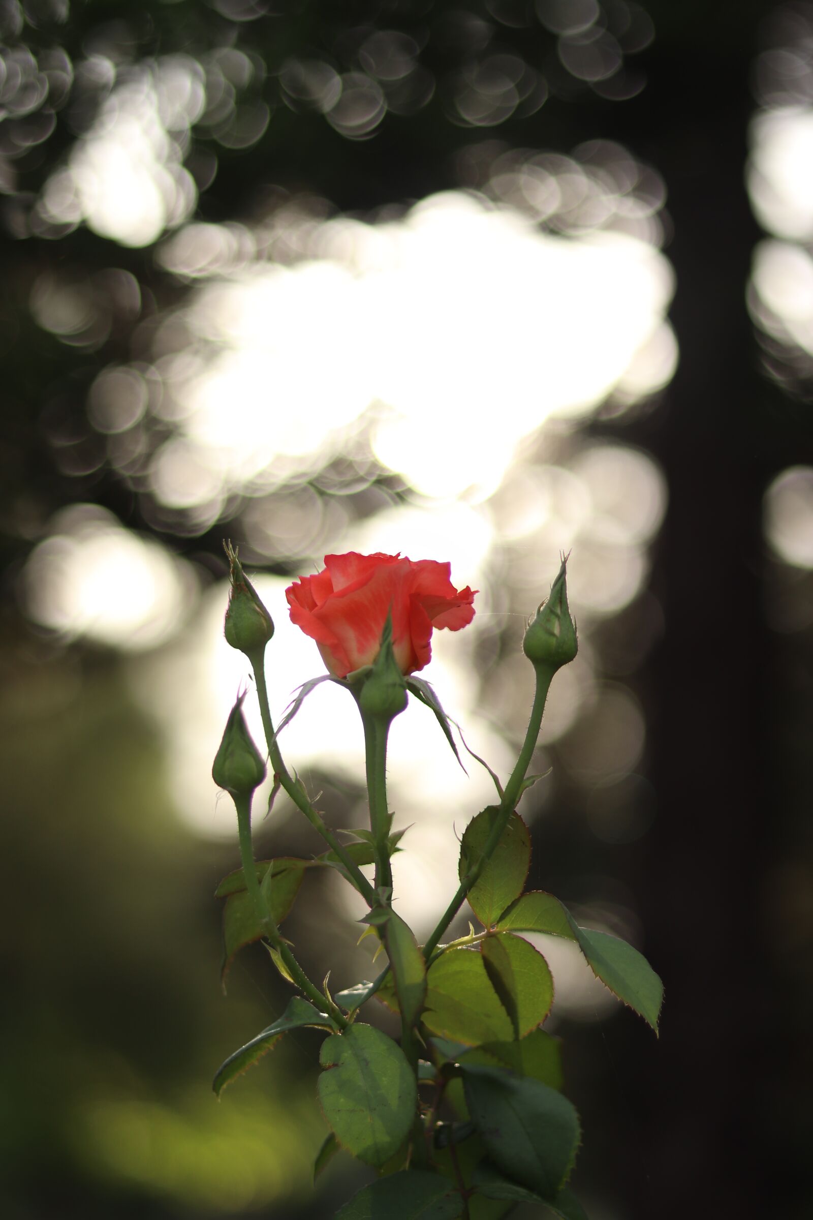 Canon EOS 77D (EOS 9000D / EOS 770D) + Canon EF 50mm F1.8 STM sample photo. Flower, rose, white photography