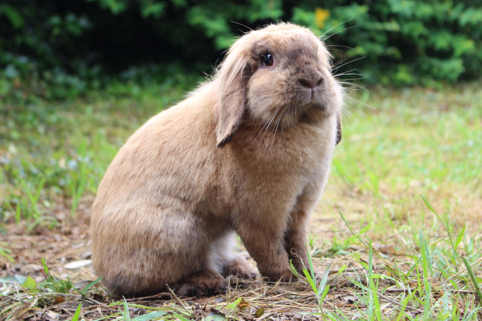 Canon EOS 100D (EOS Rebel SL1 / EOS Kiss X7) sample photo. Rabbit, animal, pet photography