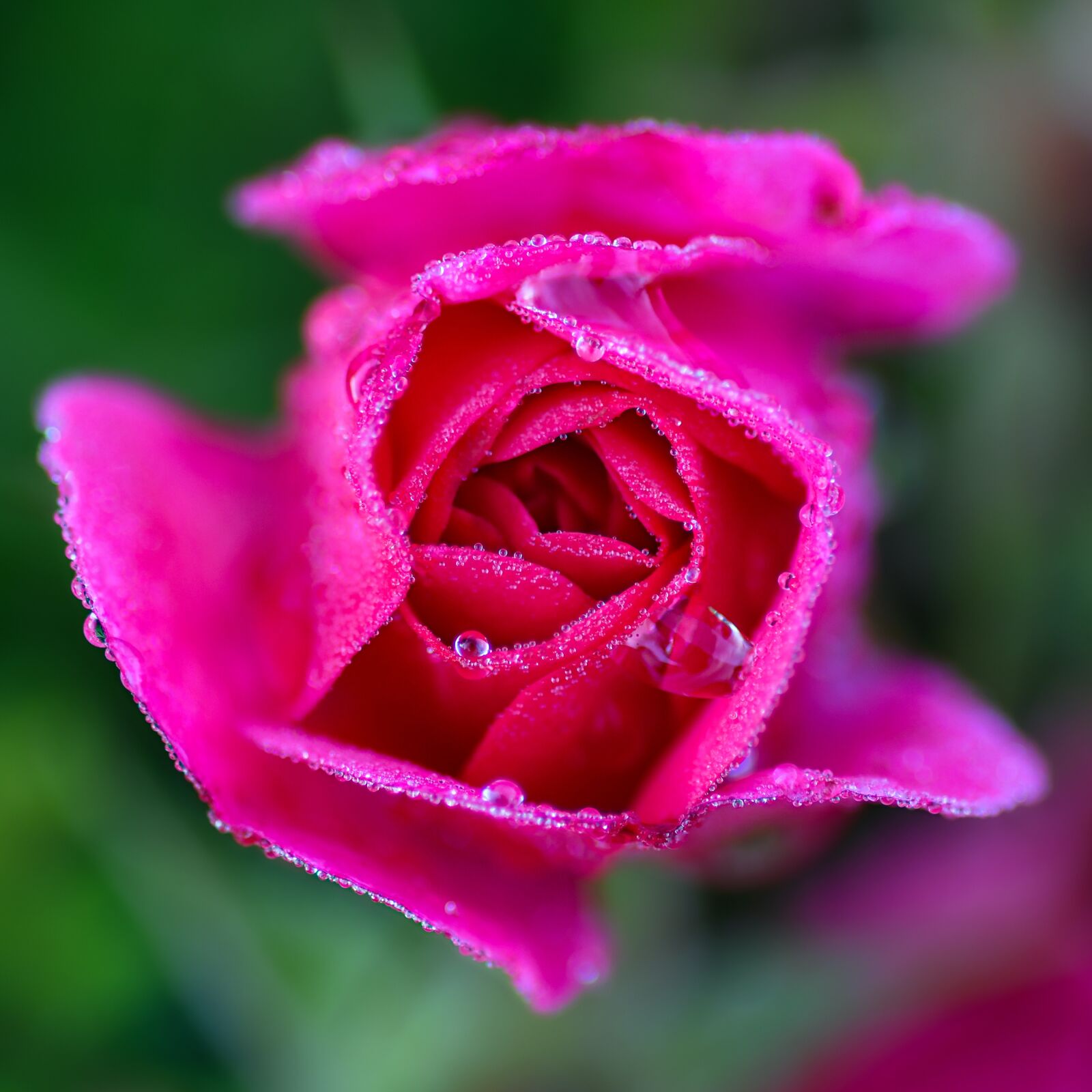 Nikon D500 + Tokina AT-X Pro 100mm F2.8 Macro sample photo. Flower, pink, red photography