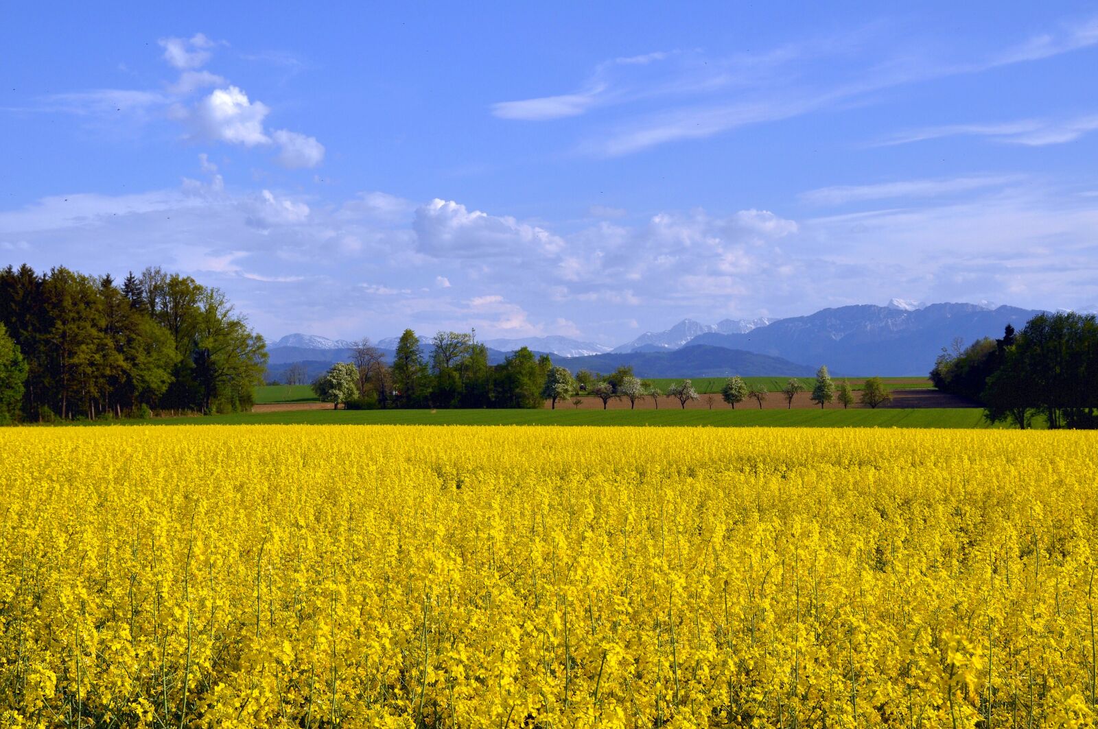 Nikon D90 sample photo. Spring, rape blossom, field photography