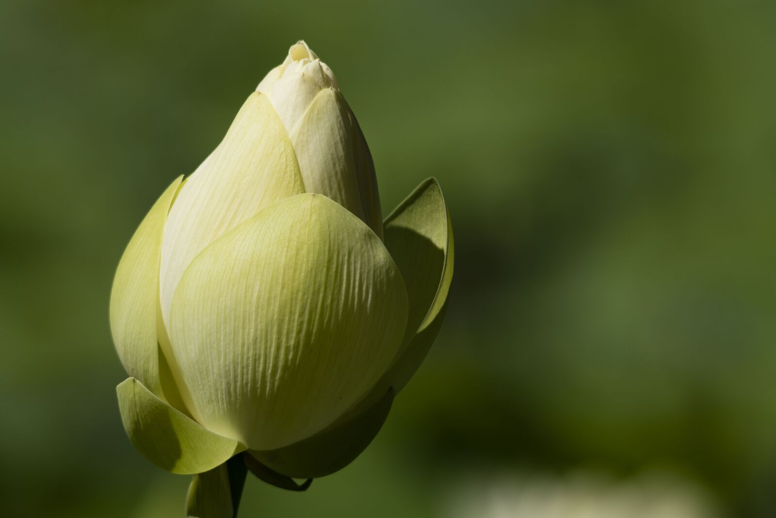 Nikon D5600 sample photo. Lotus, flower, button photography