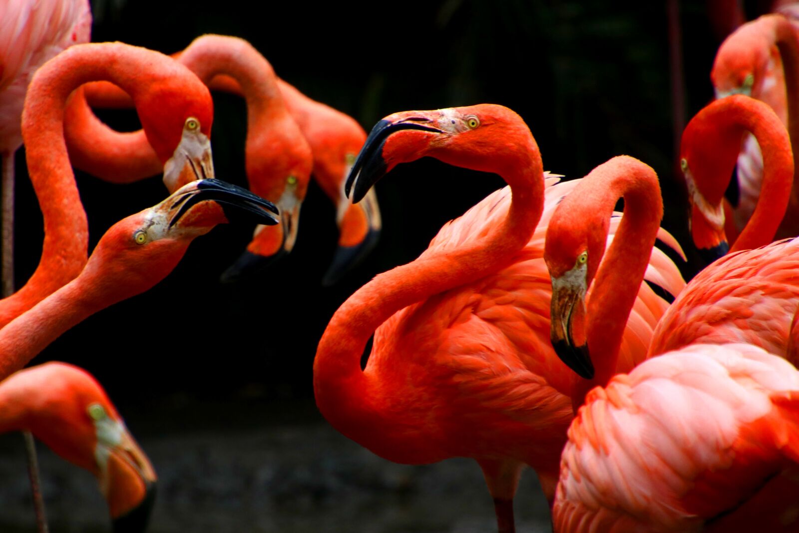 Canon EOS 80D sample photo. Flamingos, phoenicopteridae, colombia photography