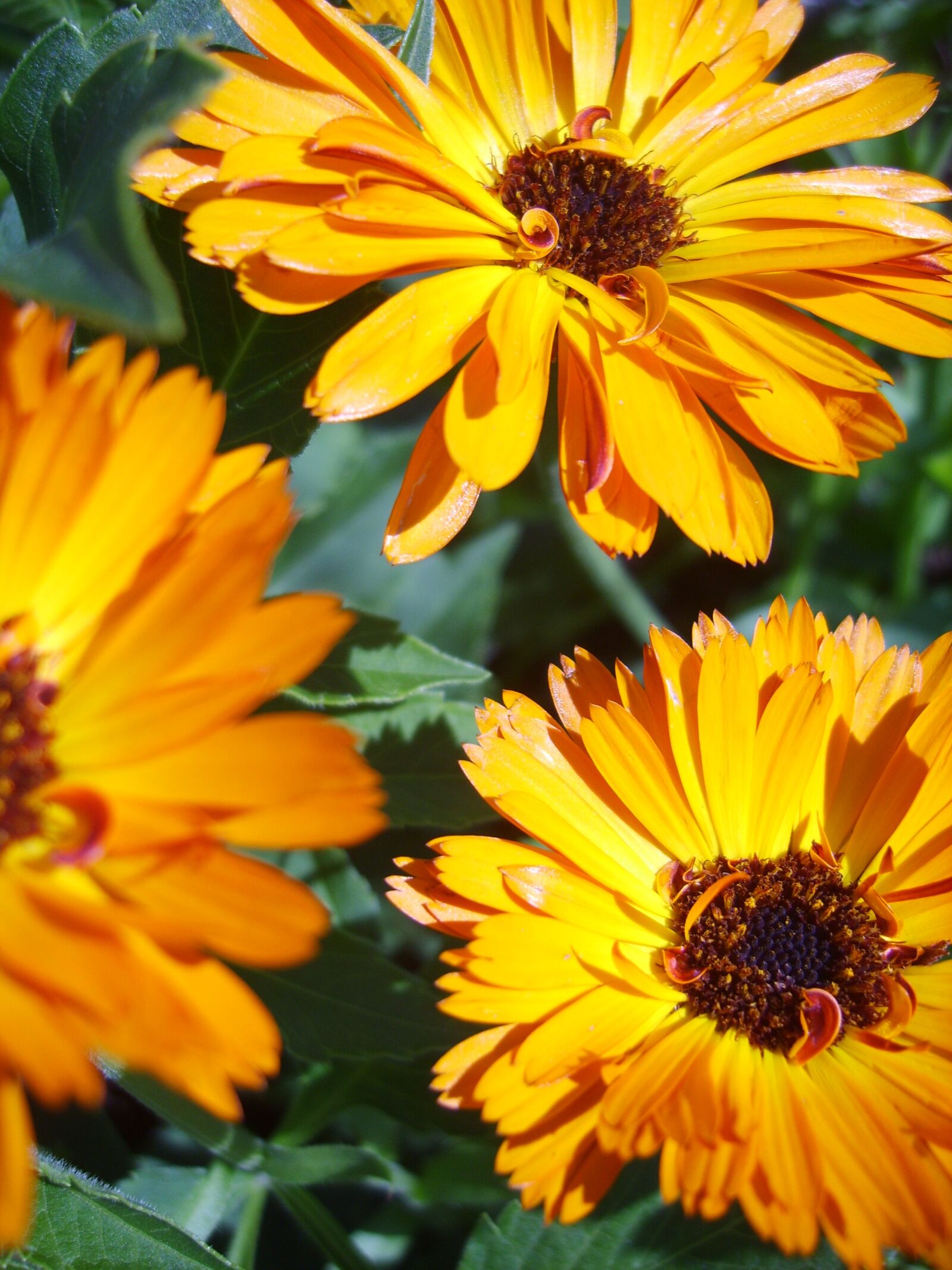 Samsung Digimax S830 / Kenox S830 sample photo. Calendula, orange, flowers photography