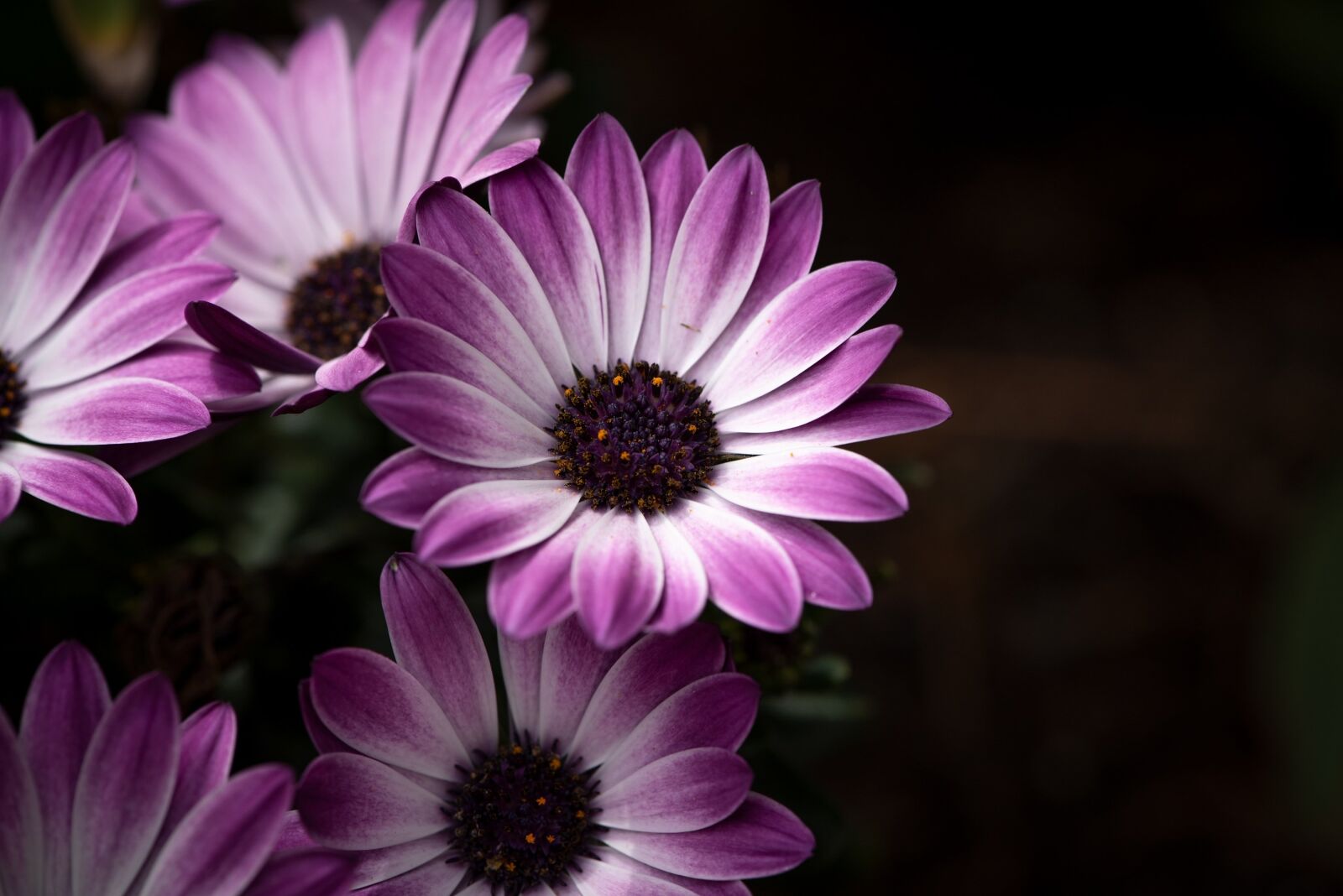 Nikon D750 sample photo. Cape daisies, flowers, bloom photography