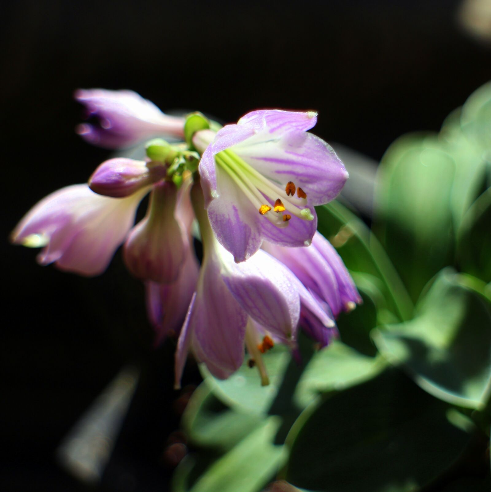 Canon EOS M sample photo. Hosta, hostas, sweetheart lilies photography