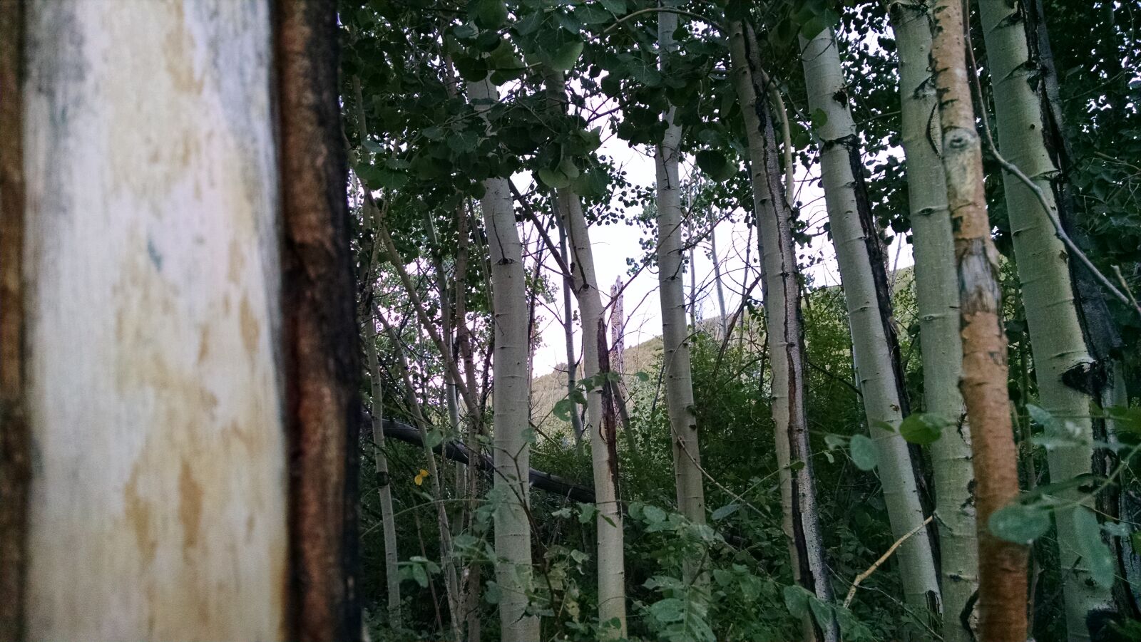 Motorola XT1080 sample photo
