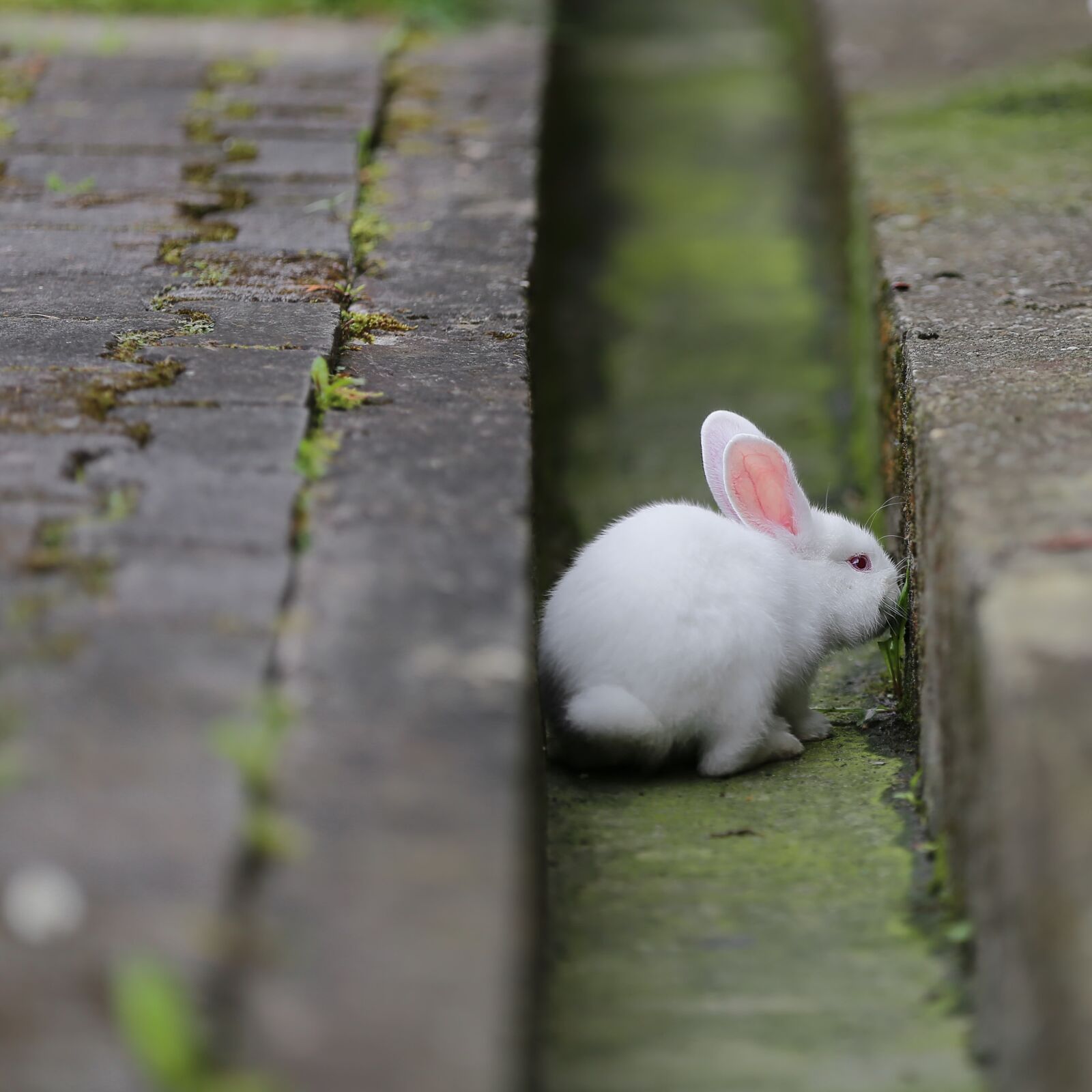 Canon EF 70-200mm F2.8L IS II USM sample photo. Rabbit, pet, albino, rodent photography