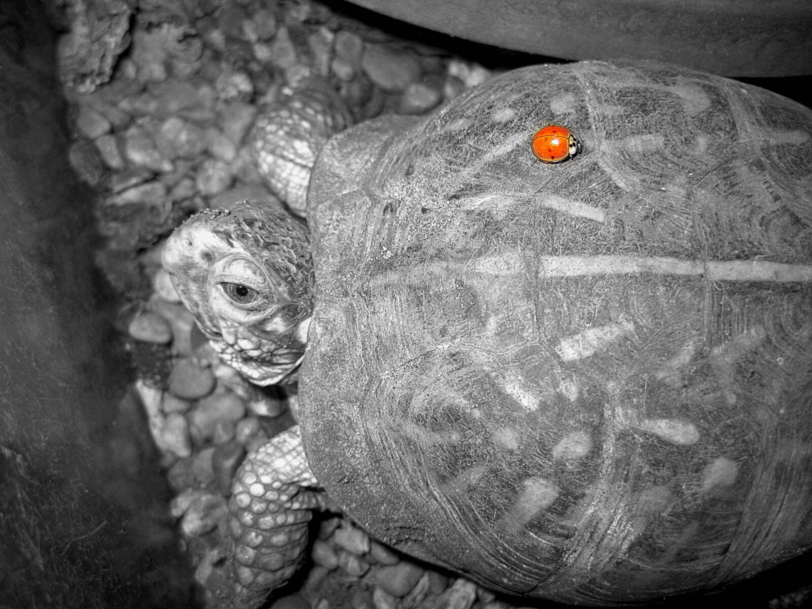 Canon PowerShot SD1200 IS (Digital IXUS 95 IS / IXY Digital 110 IS) sample photo. Turtle, friends, shell photography