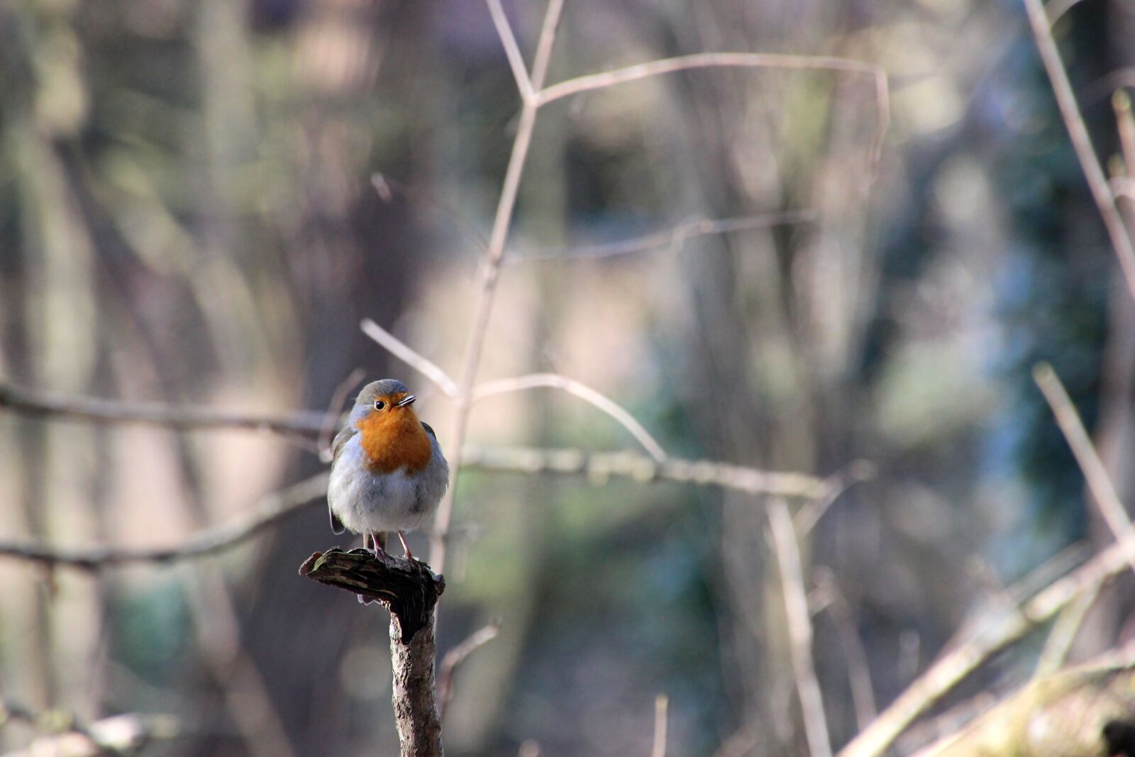 Canon EOS 600D (Rebel EOS T3i / EOS Kiss X5) sample photo. Robin, bird, winter photography